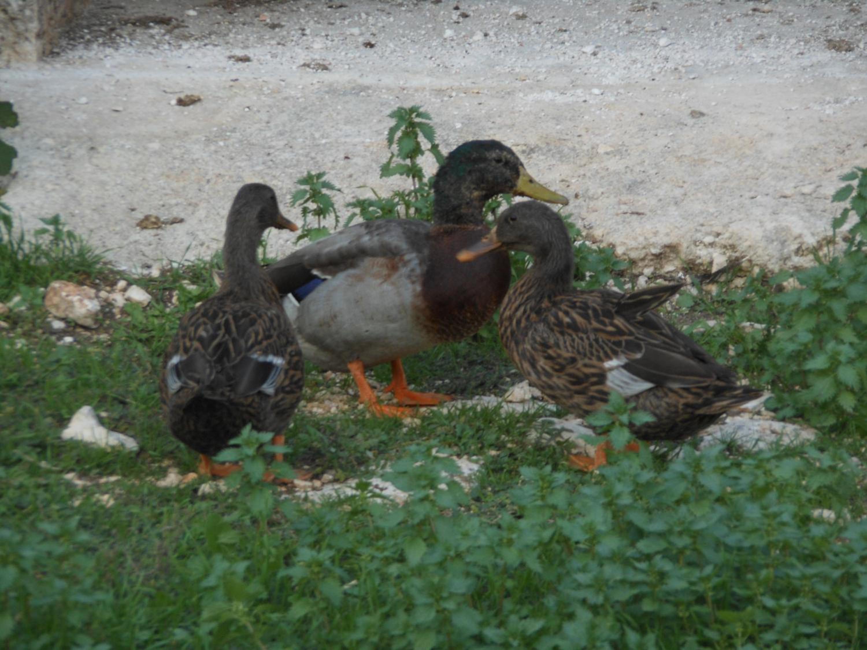 Photo 54