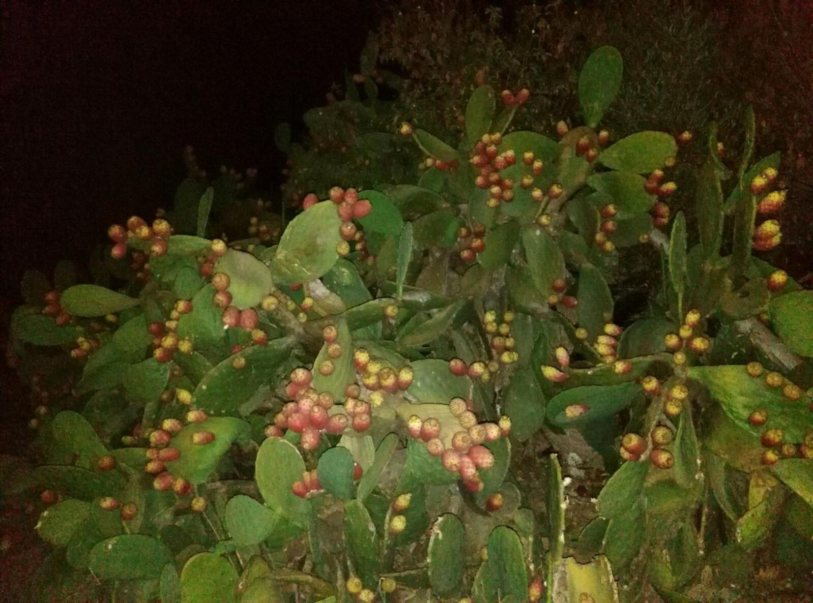 APPARTAMENTI MAZARA