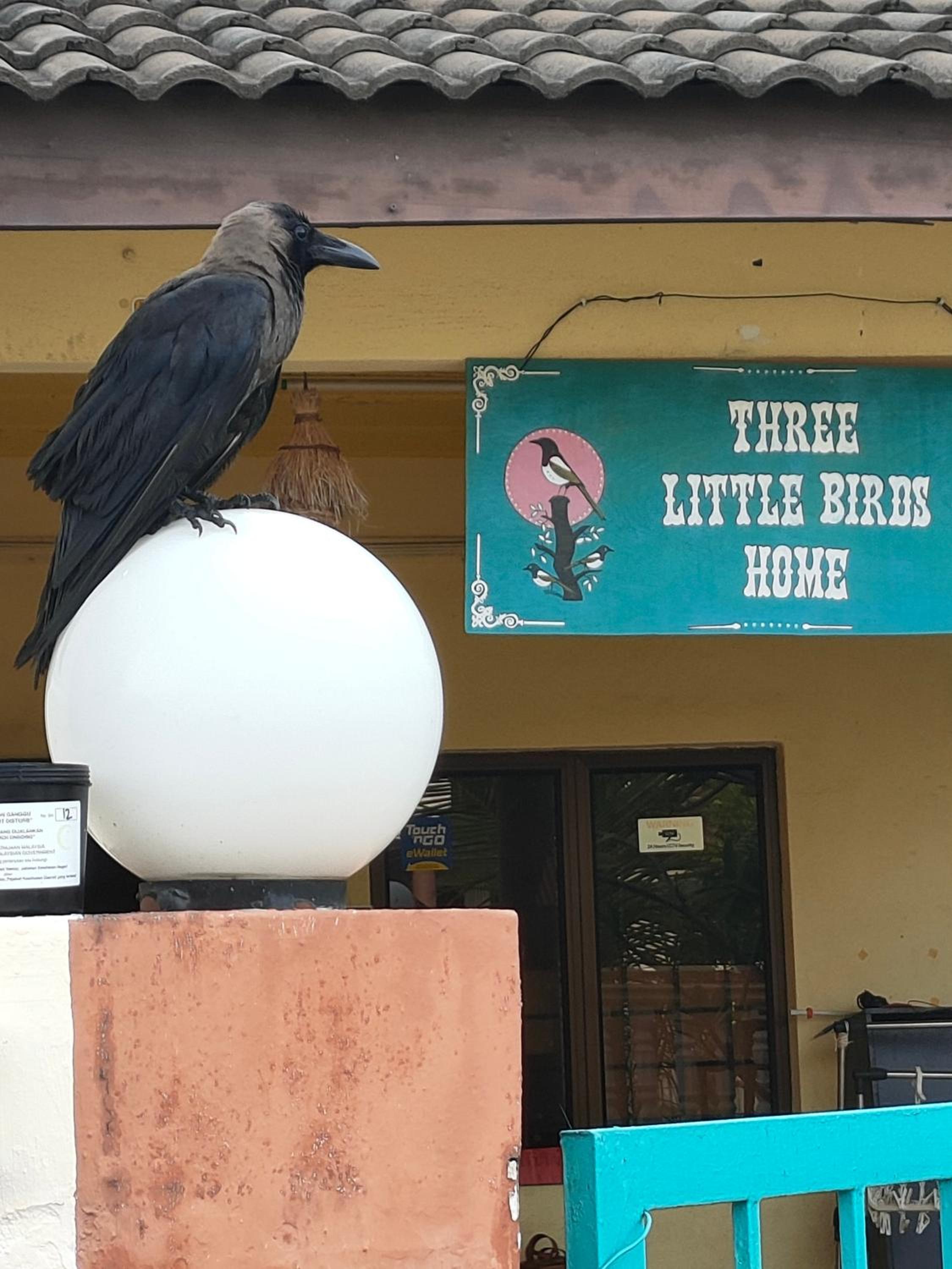 3 Little Birds Home, 100meter to JonkerWalk