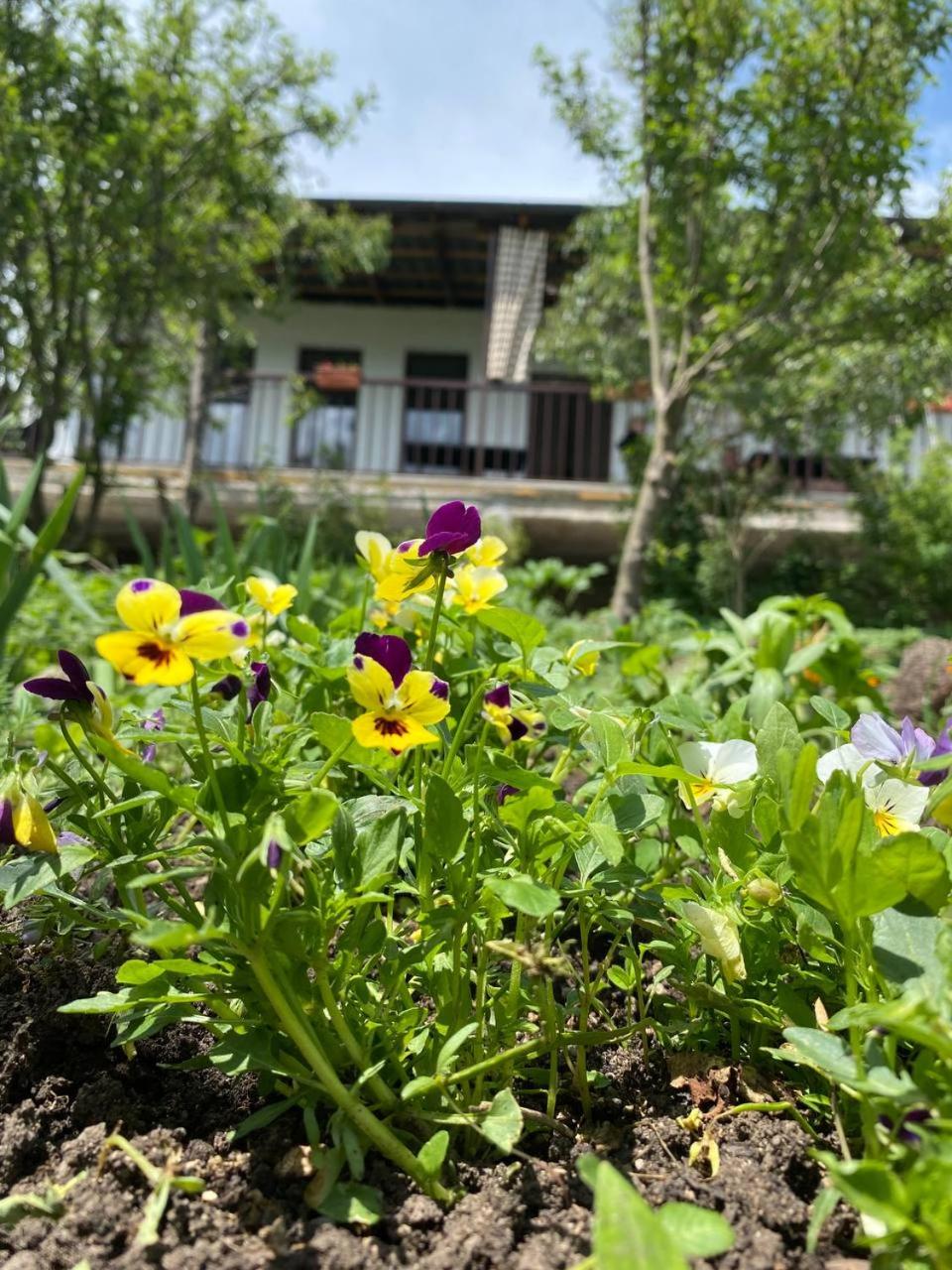 Green Agarak Guest House near Dendropark, Stepanavan