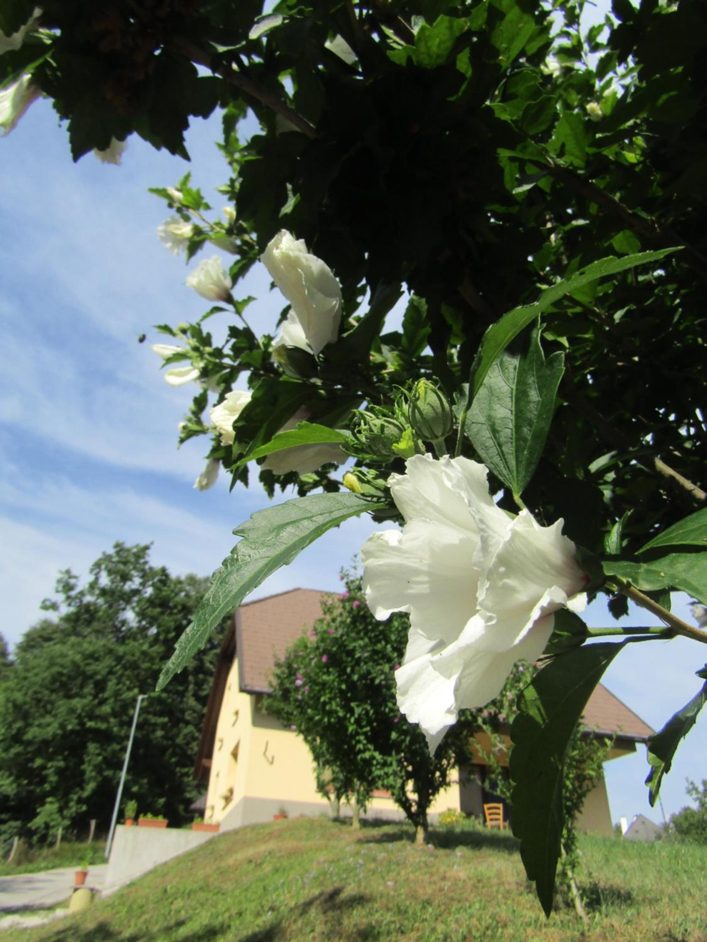 Photo 32