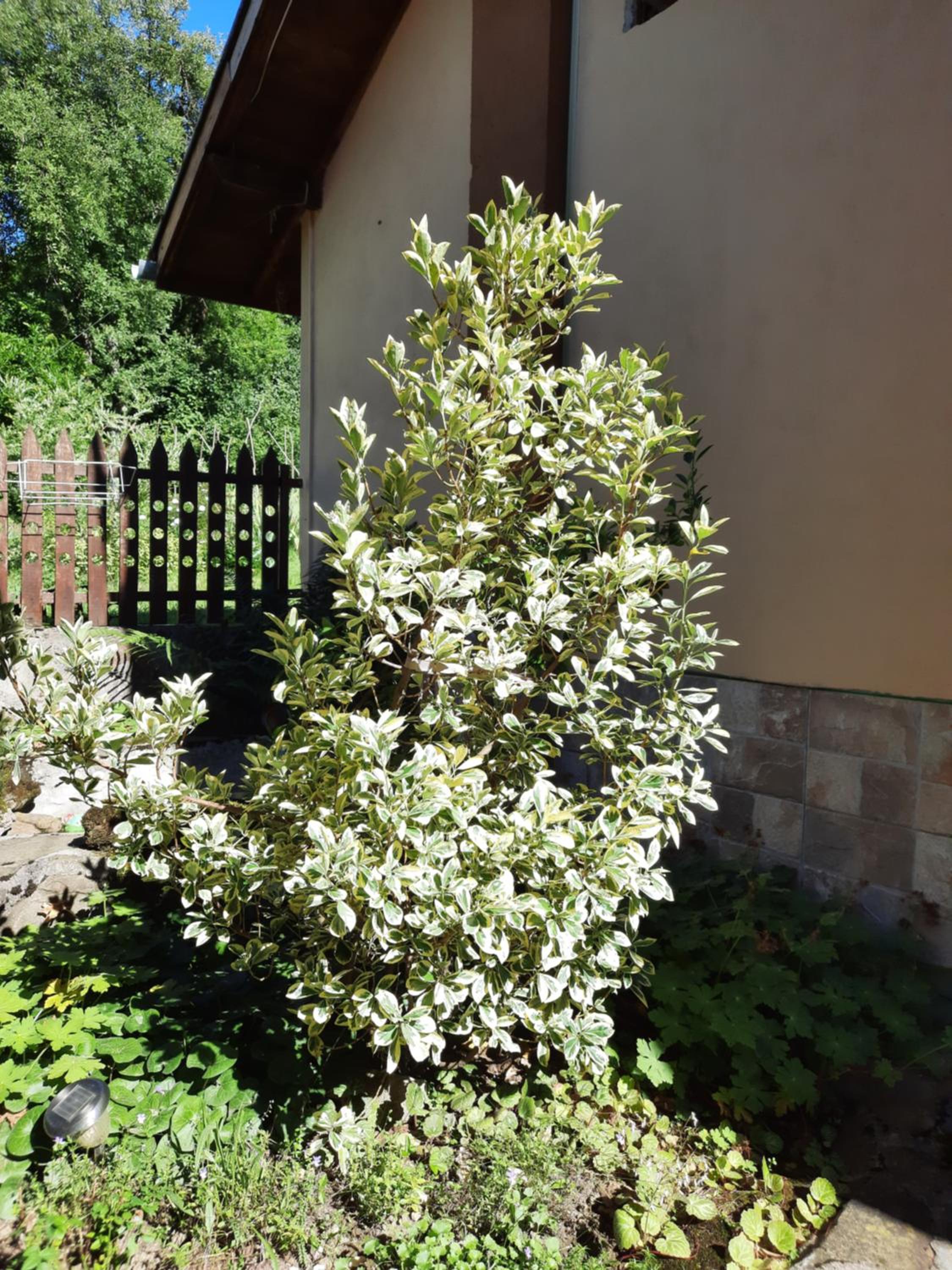 Guest House Lazar Raykov