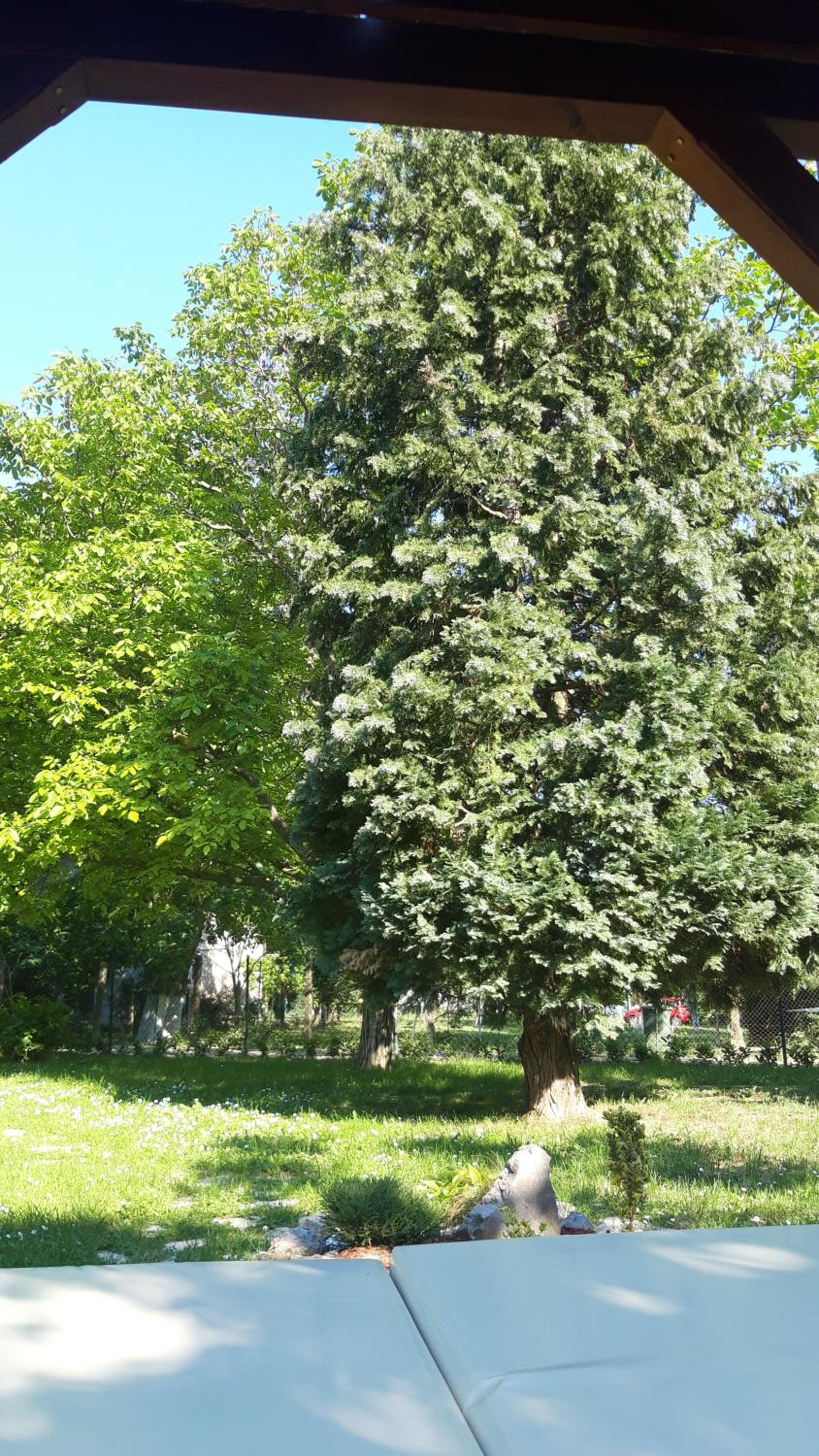 Photo 36
