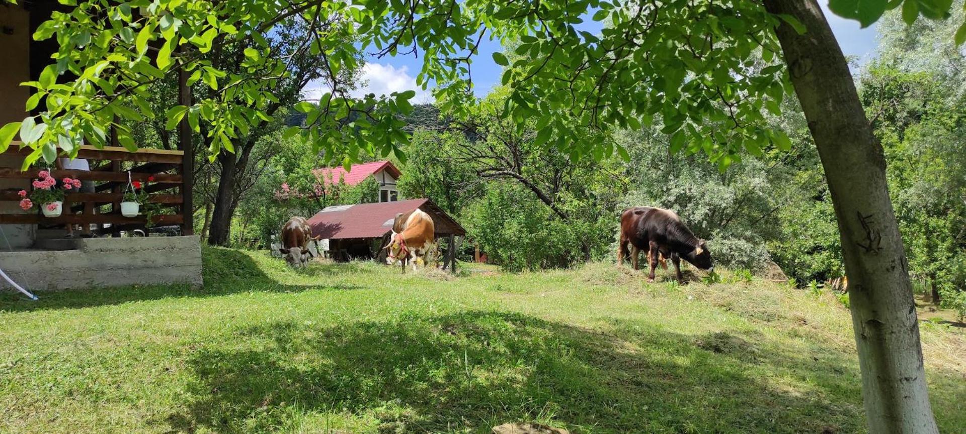 Pensiunea Poiana Marului - Bisoca view 3