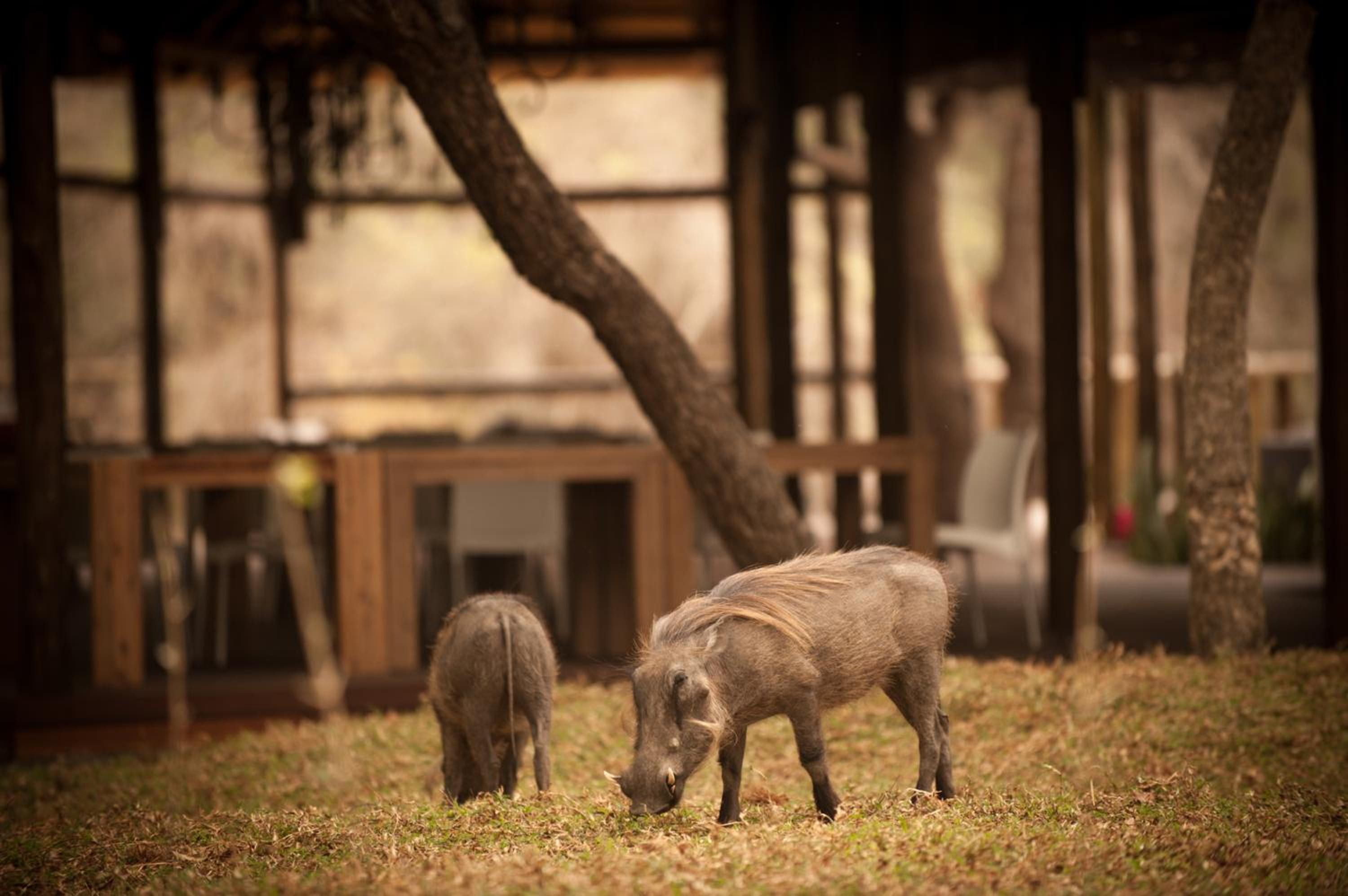 Moditlo River Lodge
