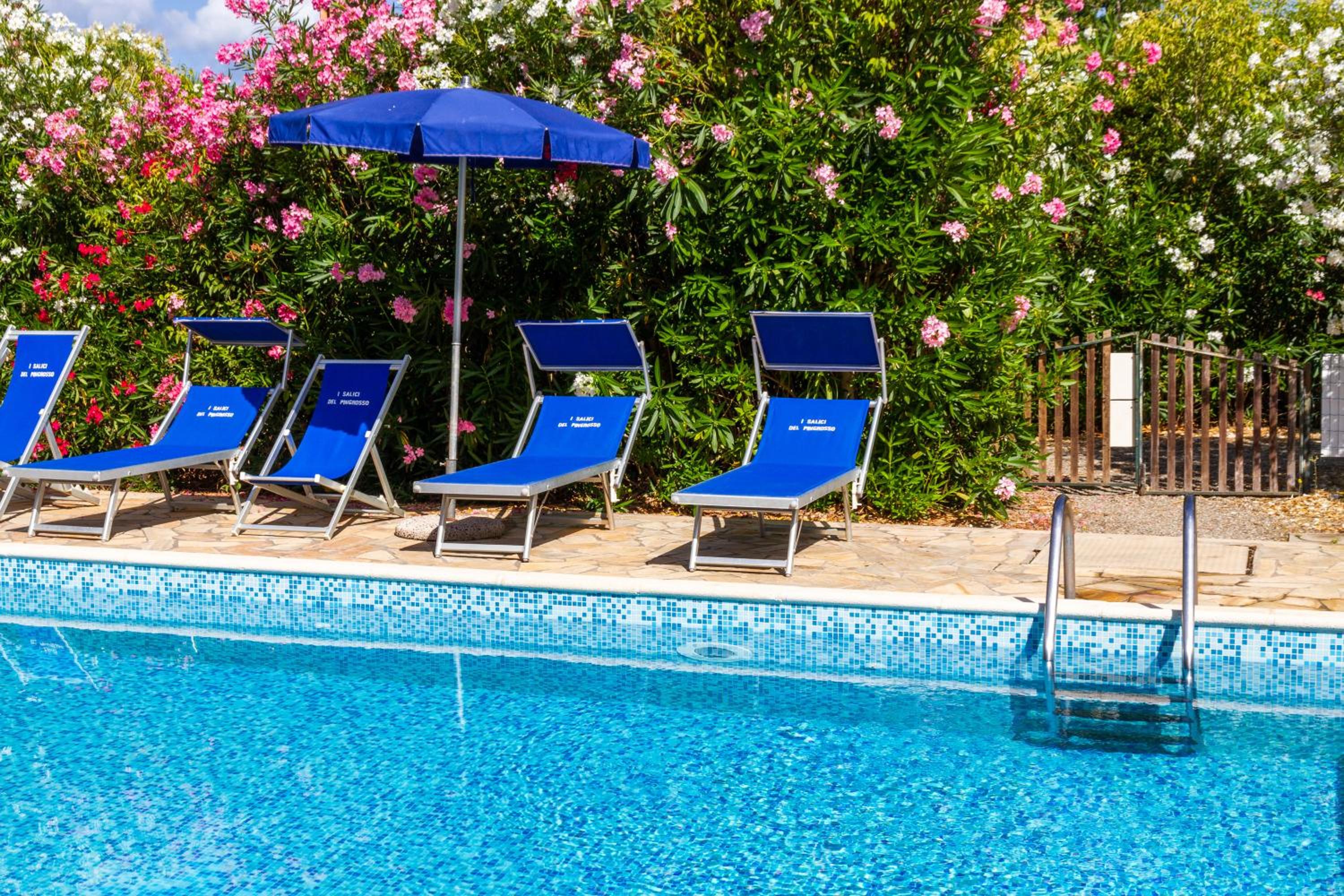 Trilo Begonia photo 2