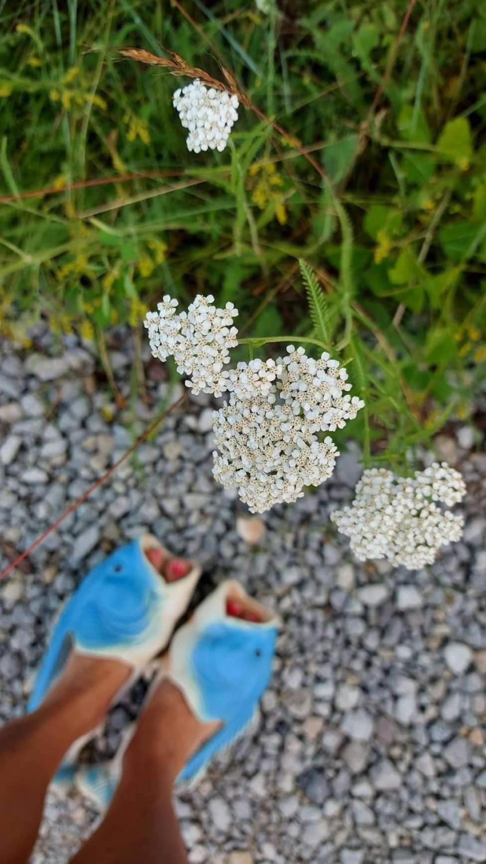 Elamusmajutus Intsu Võrgukuuris