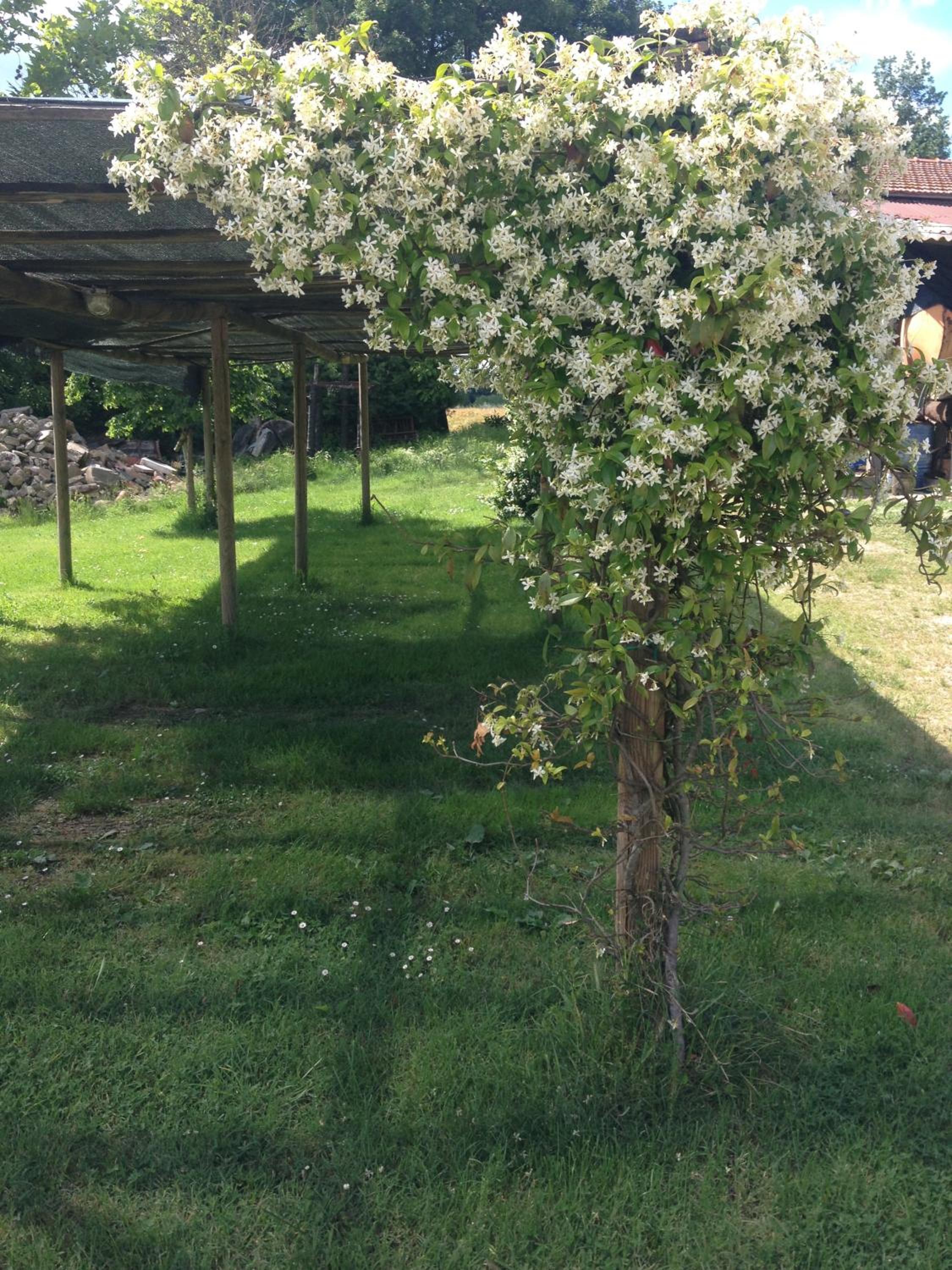 Fattoria di Rigone