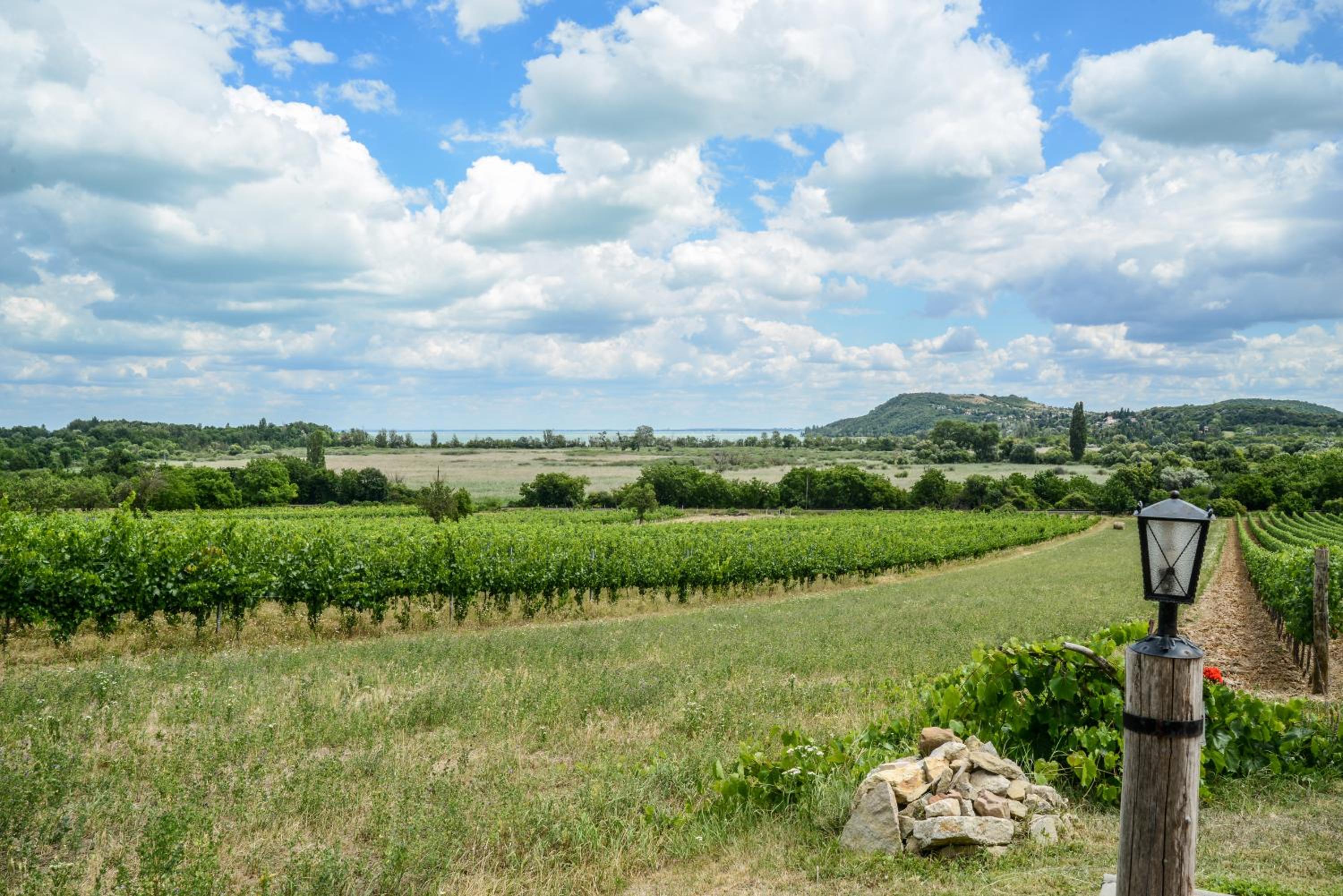 Máli Pince view 3
