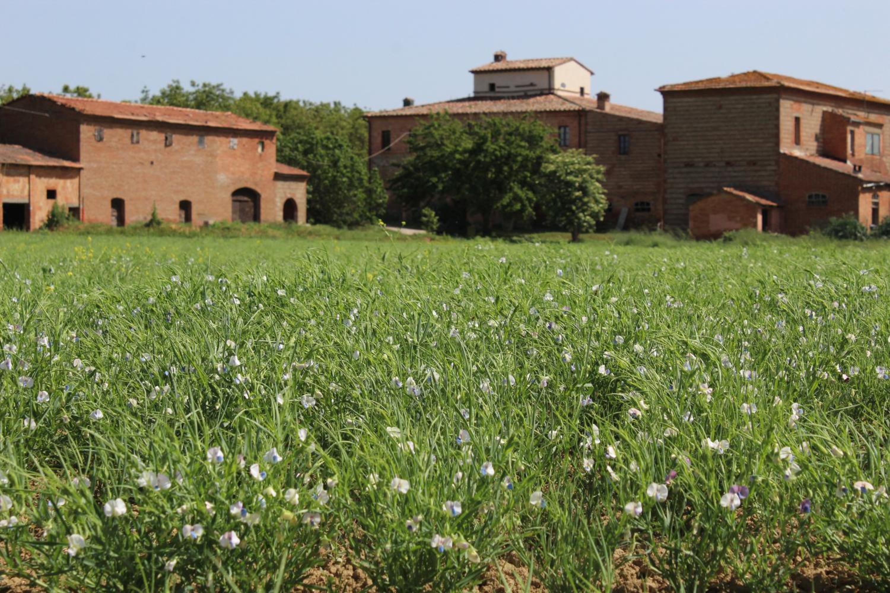 Agriturismo Podere Padolecchie - Azienda Agricola Passerini view 2