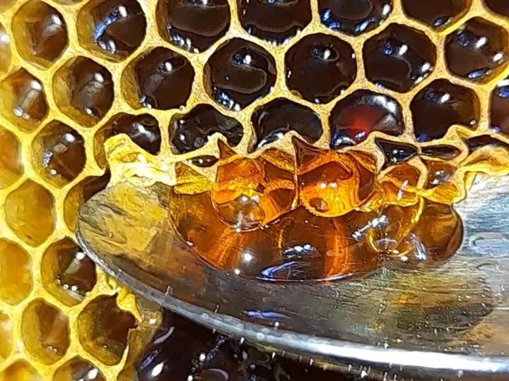Honey-House Kastrioti Adventures
