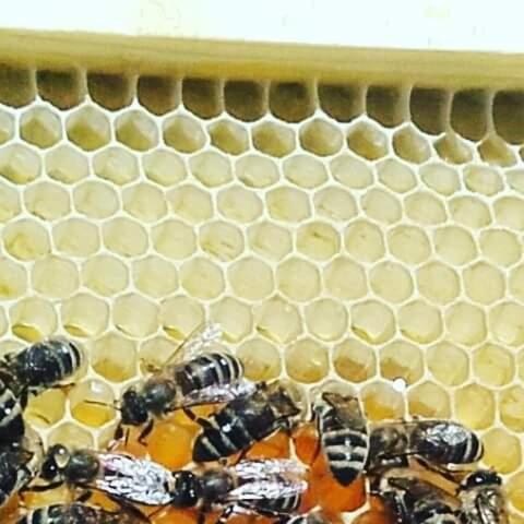 Honey-House Kastrioti Adventures