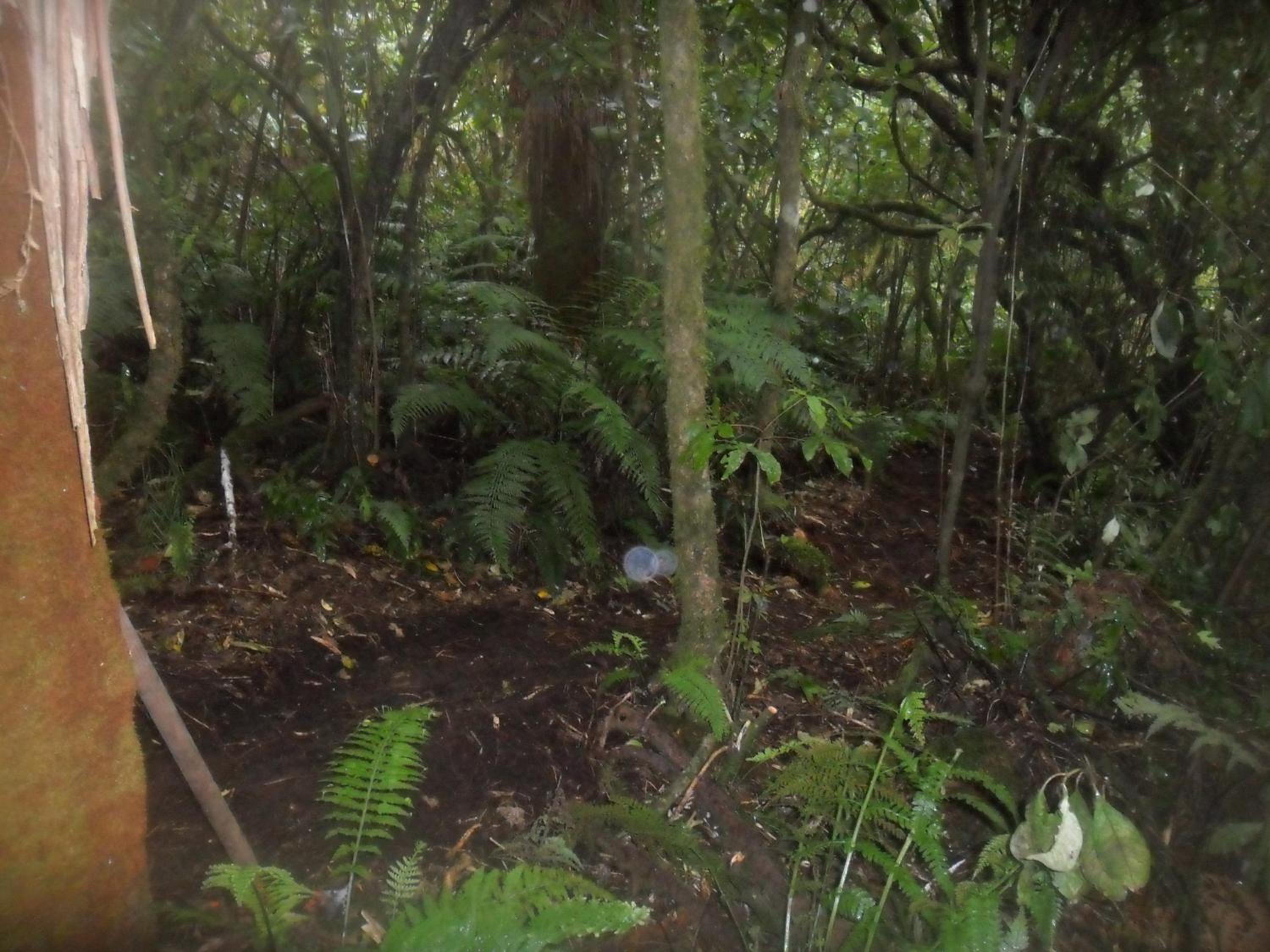 Tui Glen