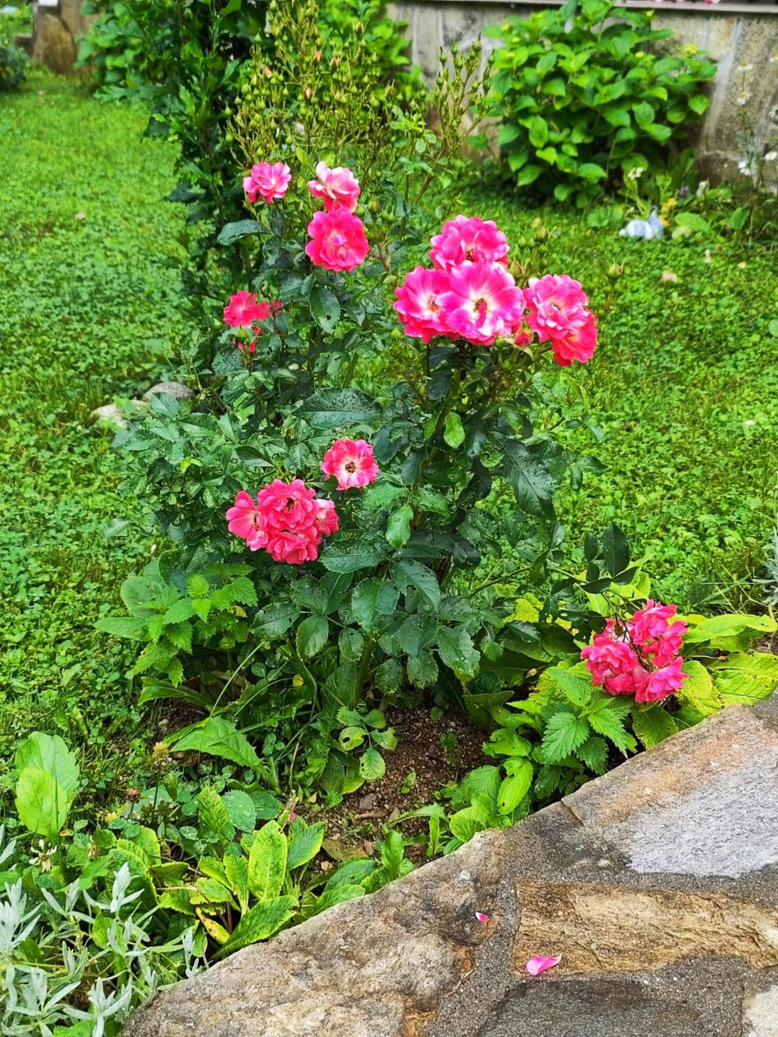 Photo 16