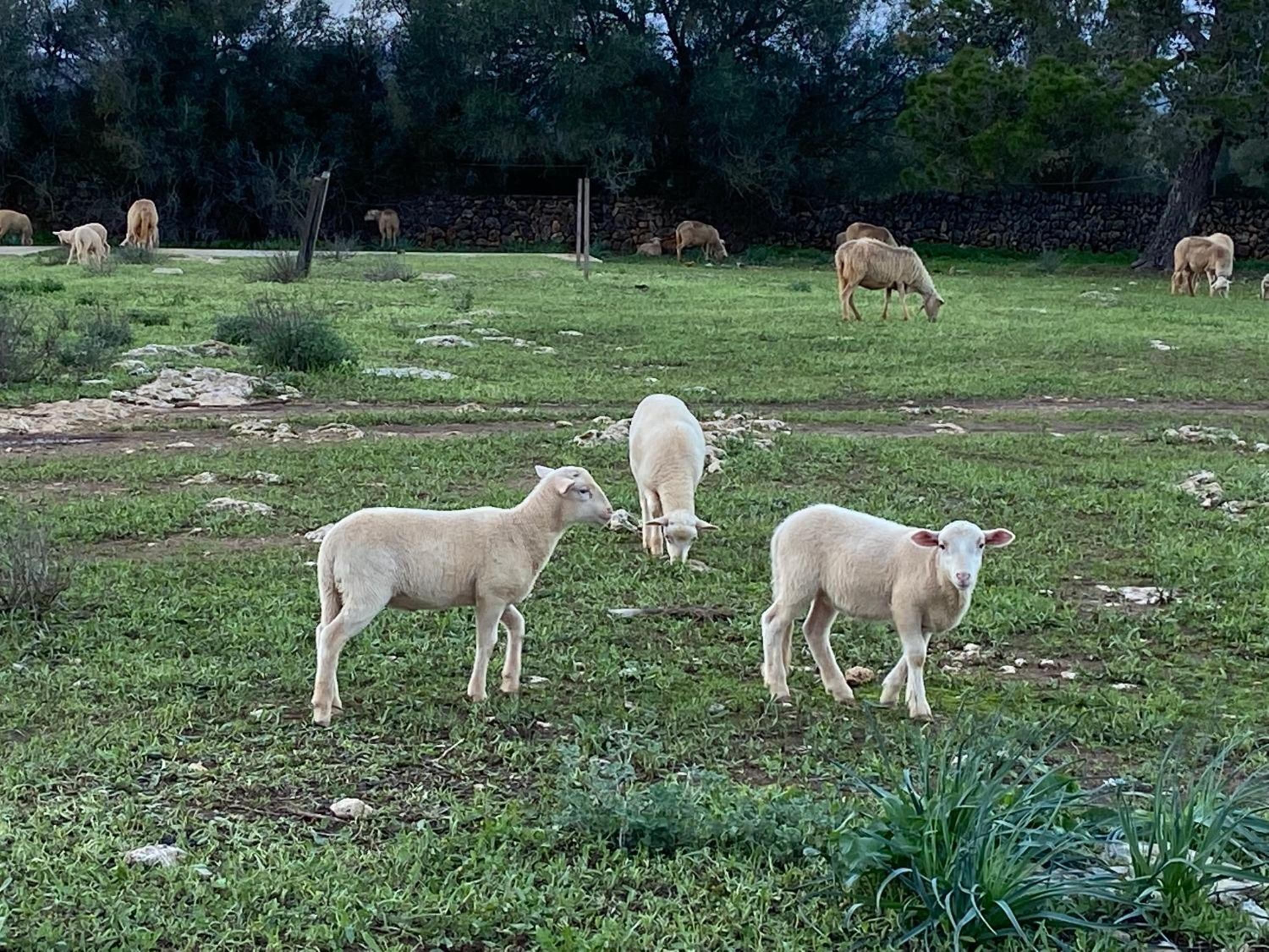 Finca Sa Canova Agroturismo