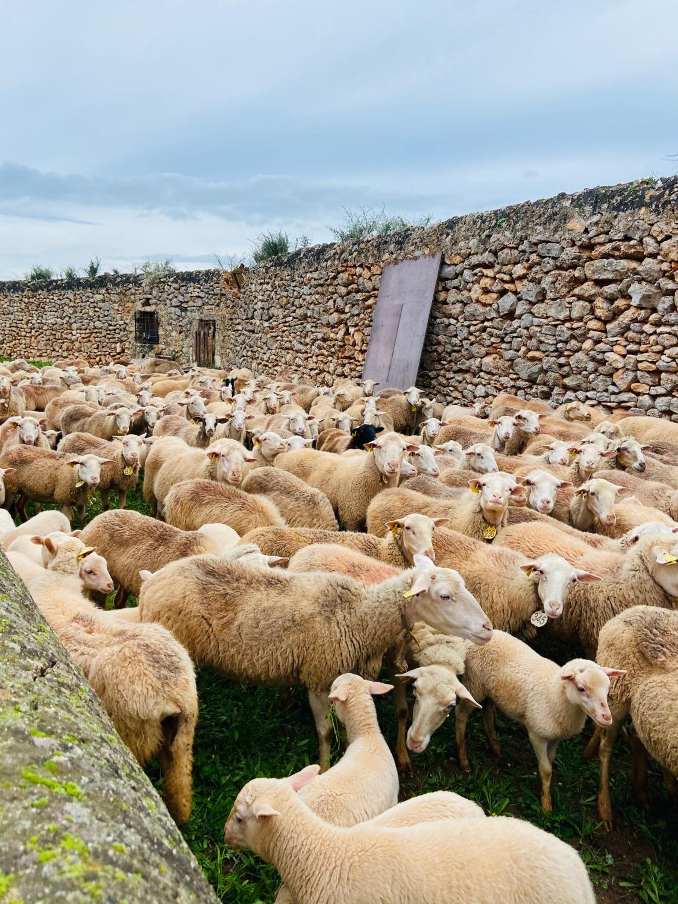Finca Sa Canova Agroturismo