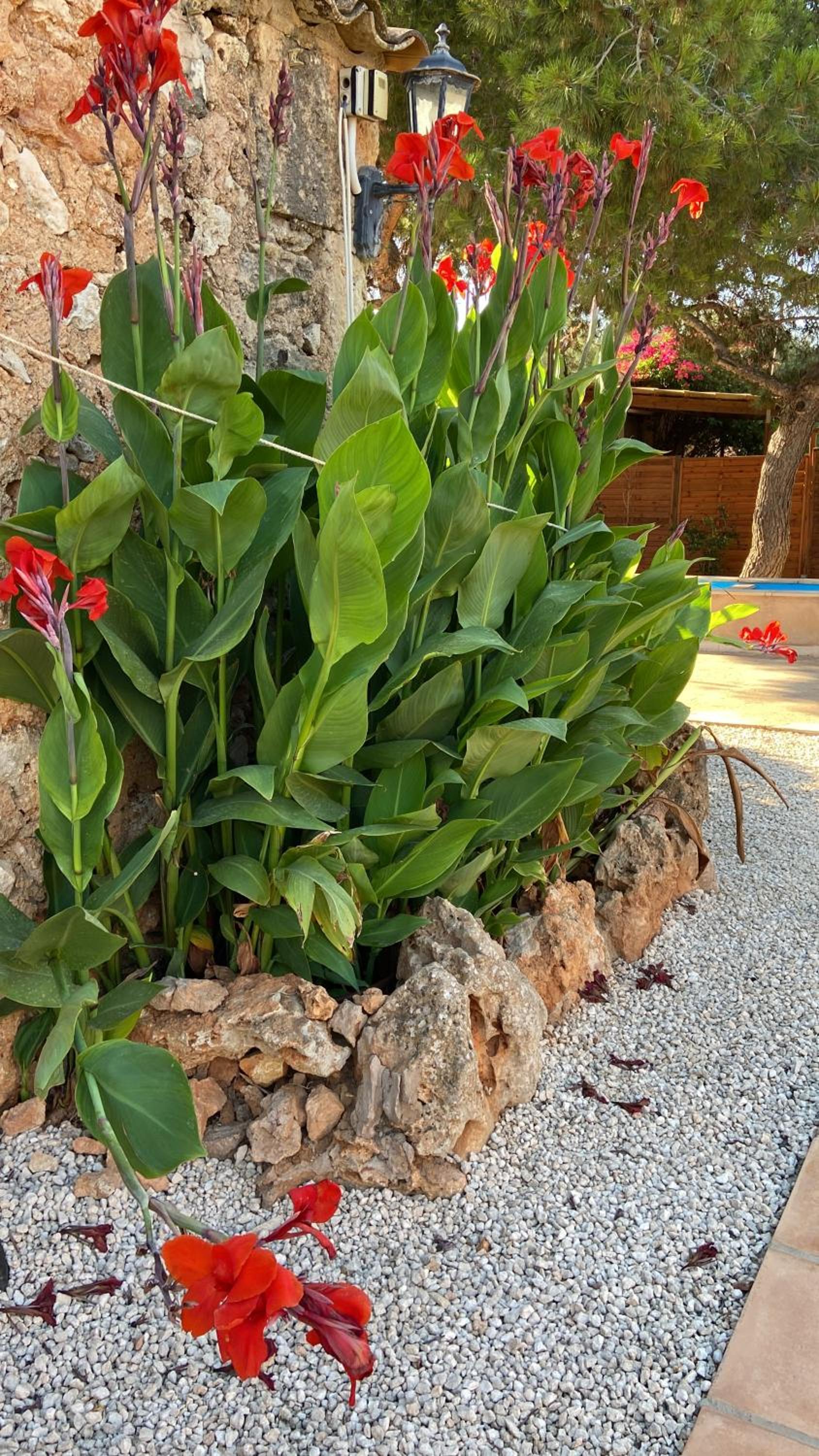 Finca Sa Canova Agroturismo