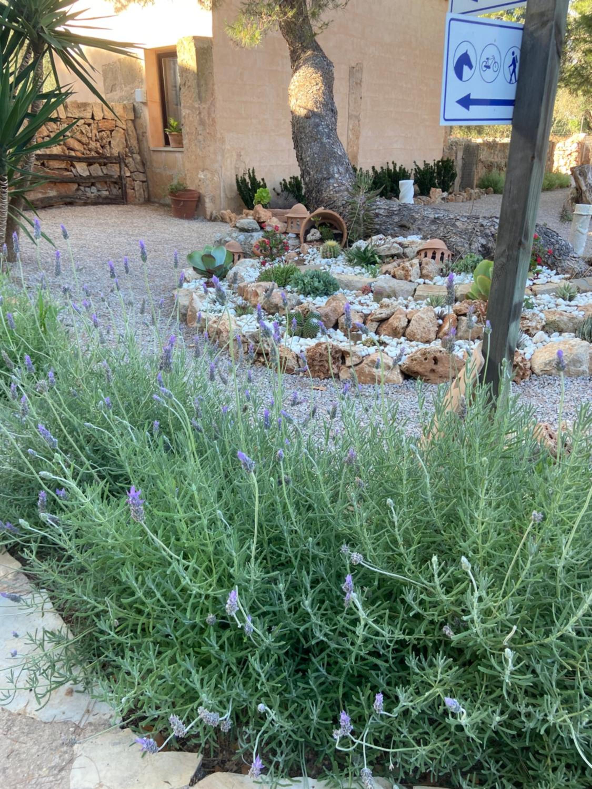 Finca Sa Canova Agroturismo