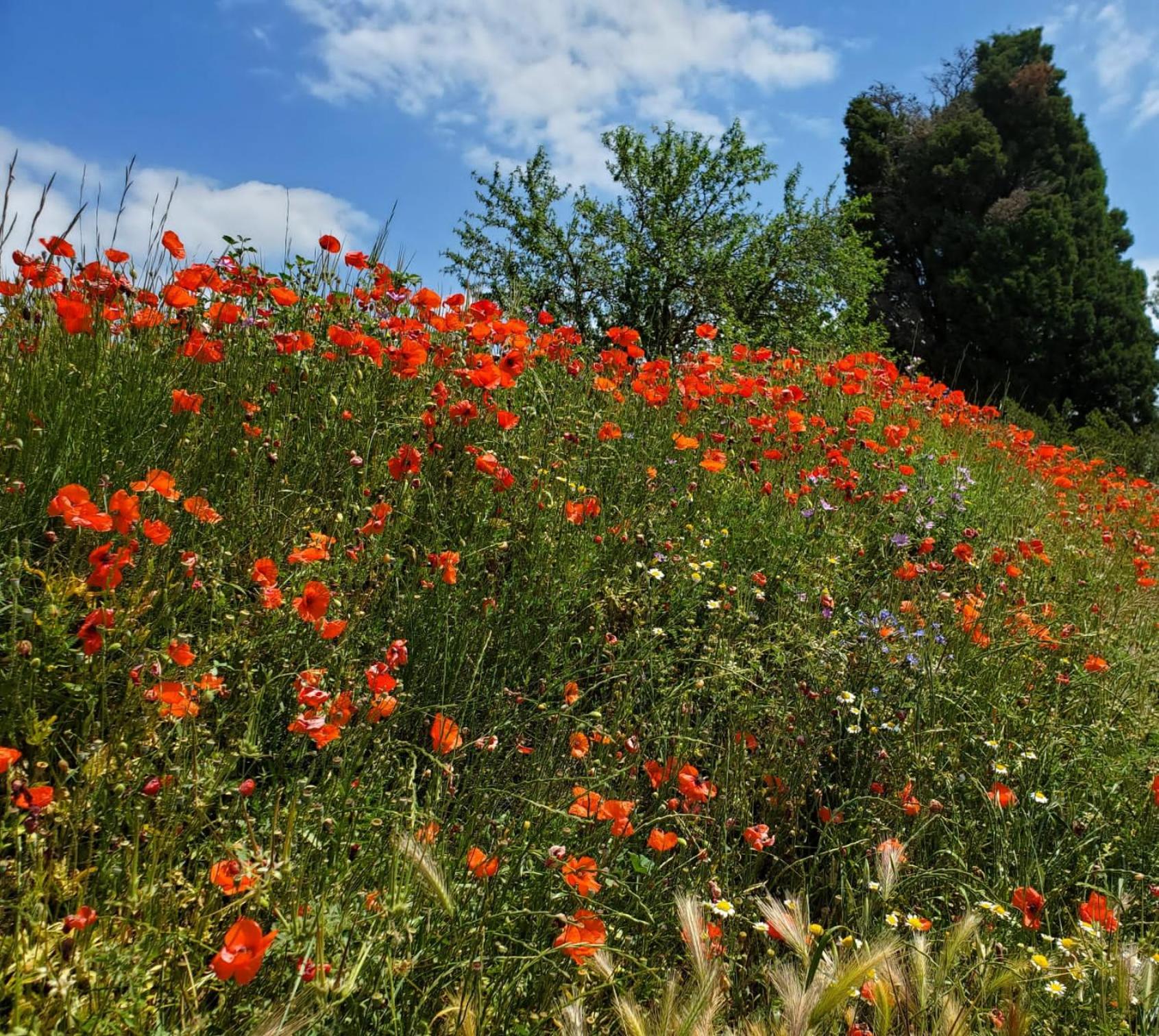 Finca Sa Canova Agroturismo