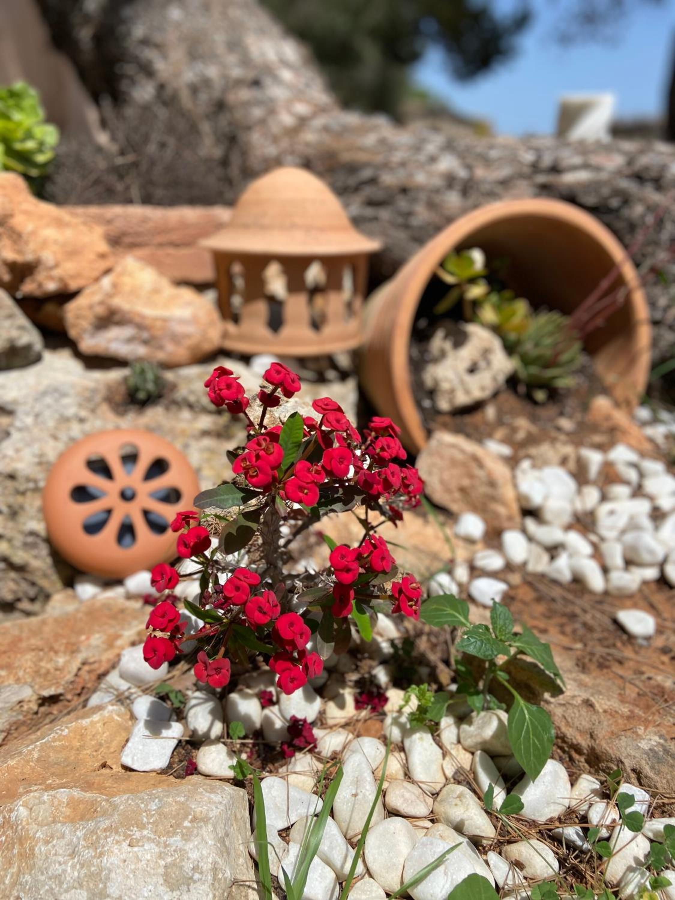 Finca Sa Canova Agroturismo