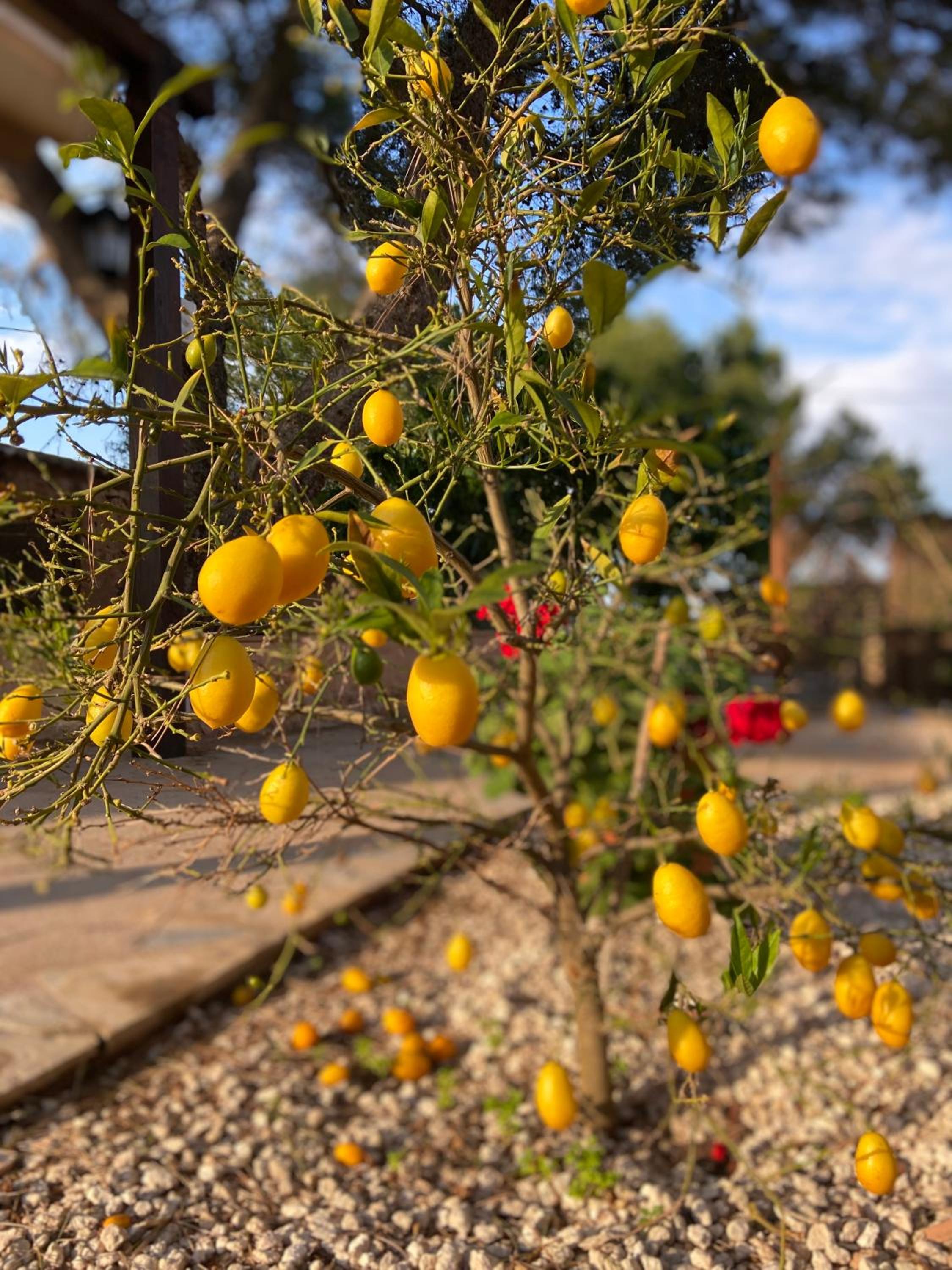 Finca Sa Canova Agroturismo