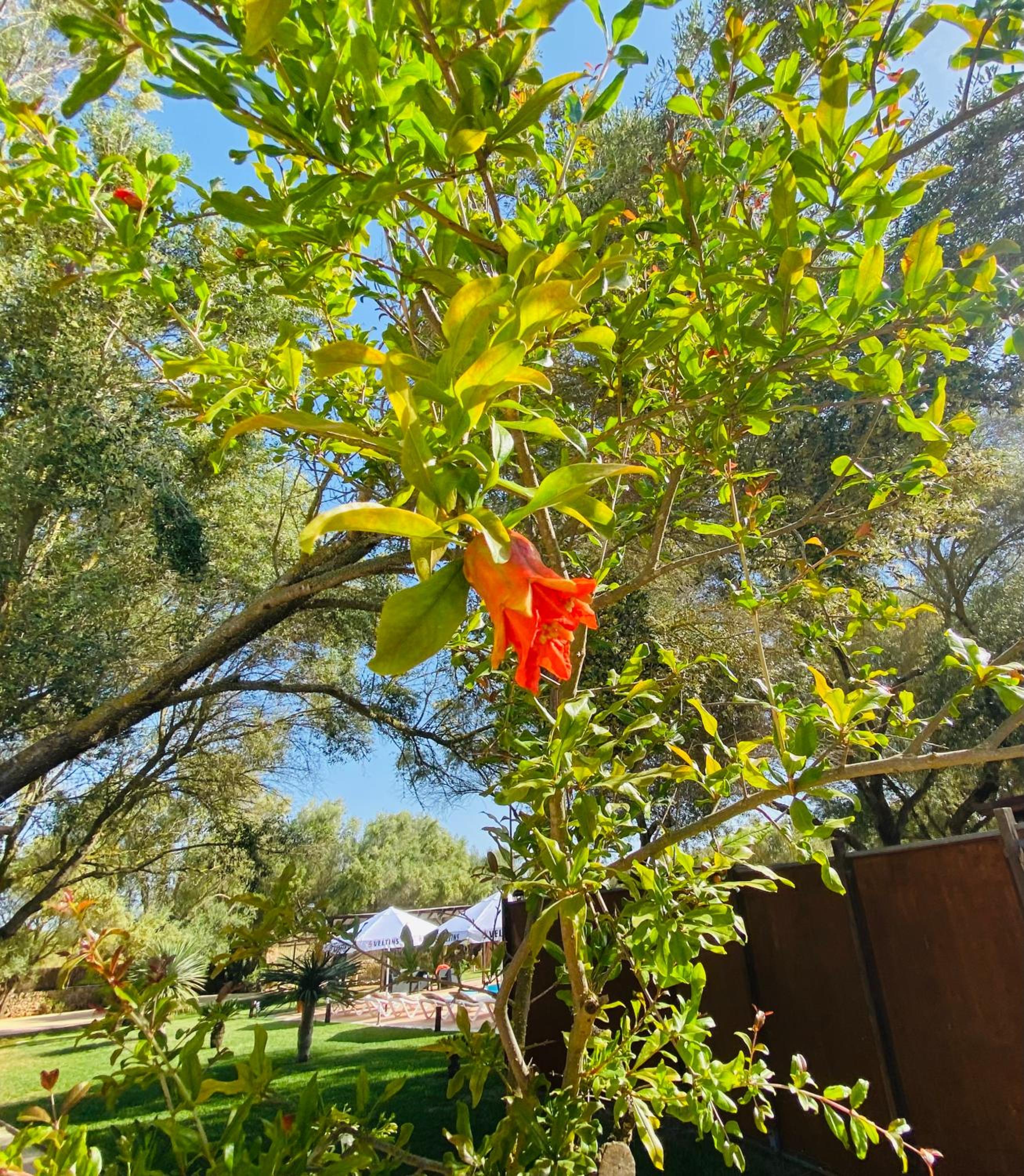 Finca Sa Canova Agroturismo