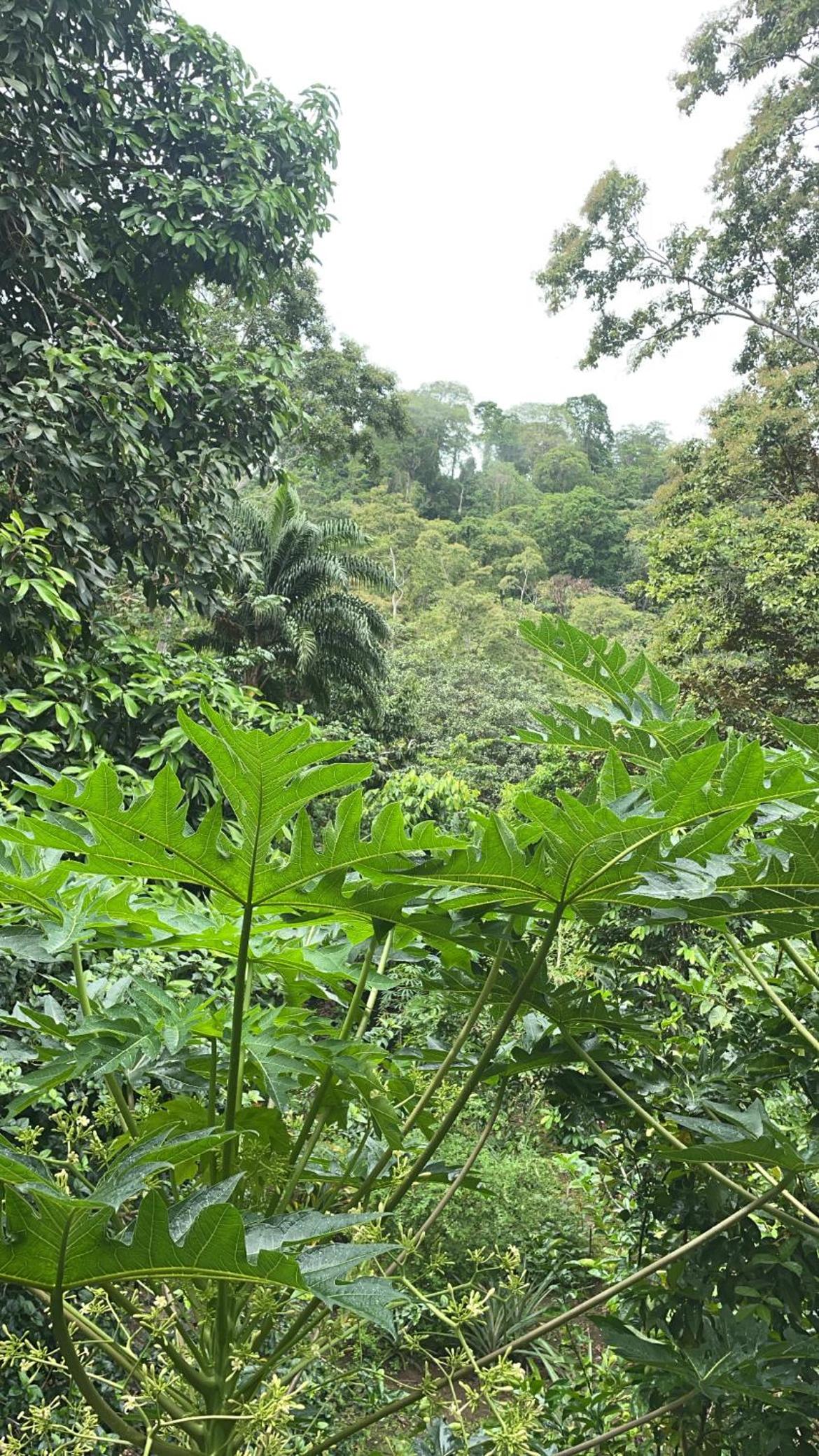 Orgánico Punta Riel