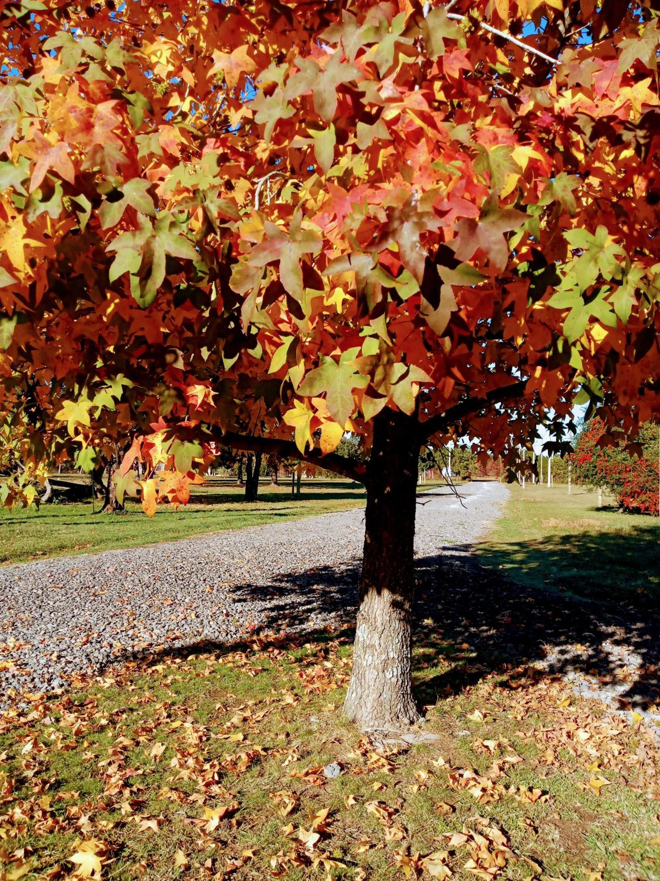 Casa de campo liquidambar