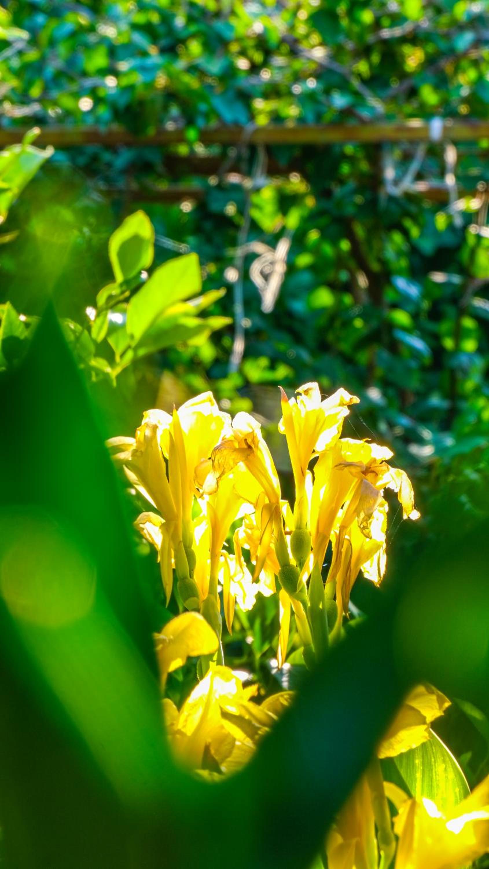 Lemon Garden Lodge