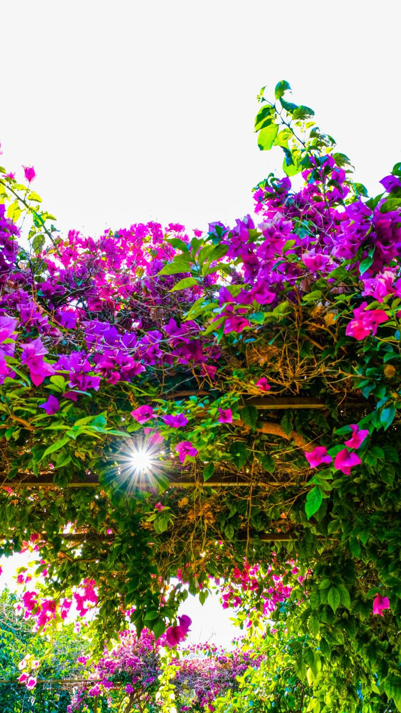 Lemon Garden Lodge