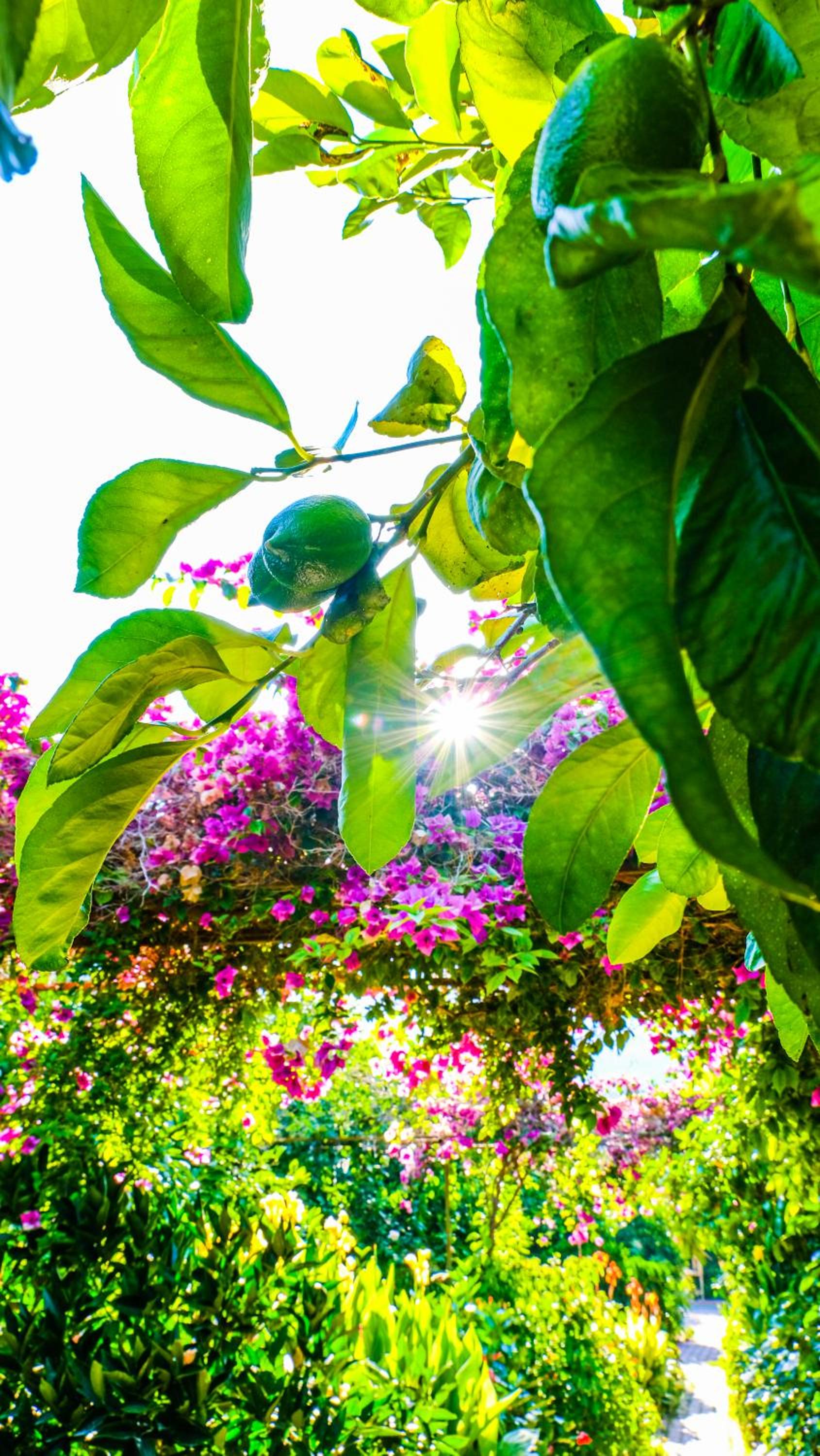 Lemon Garden Lodge