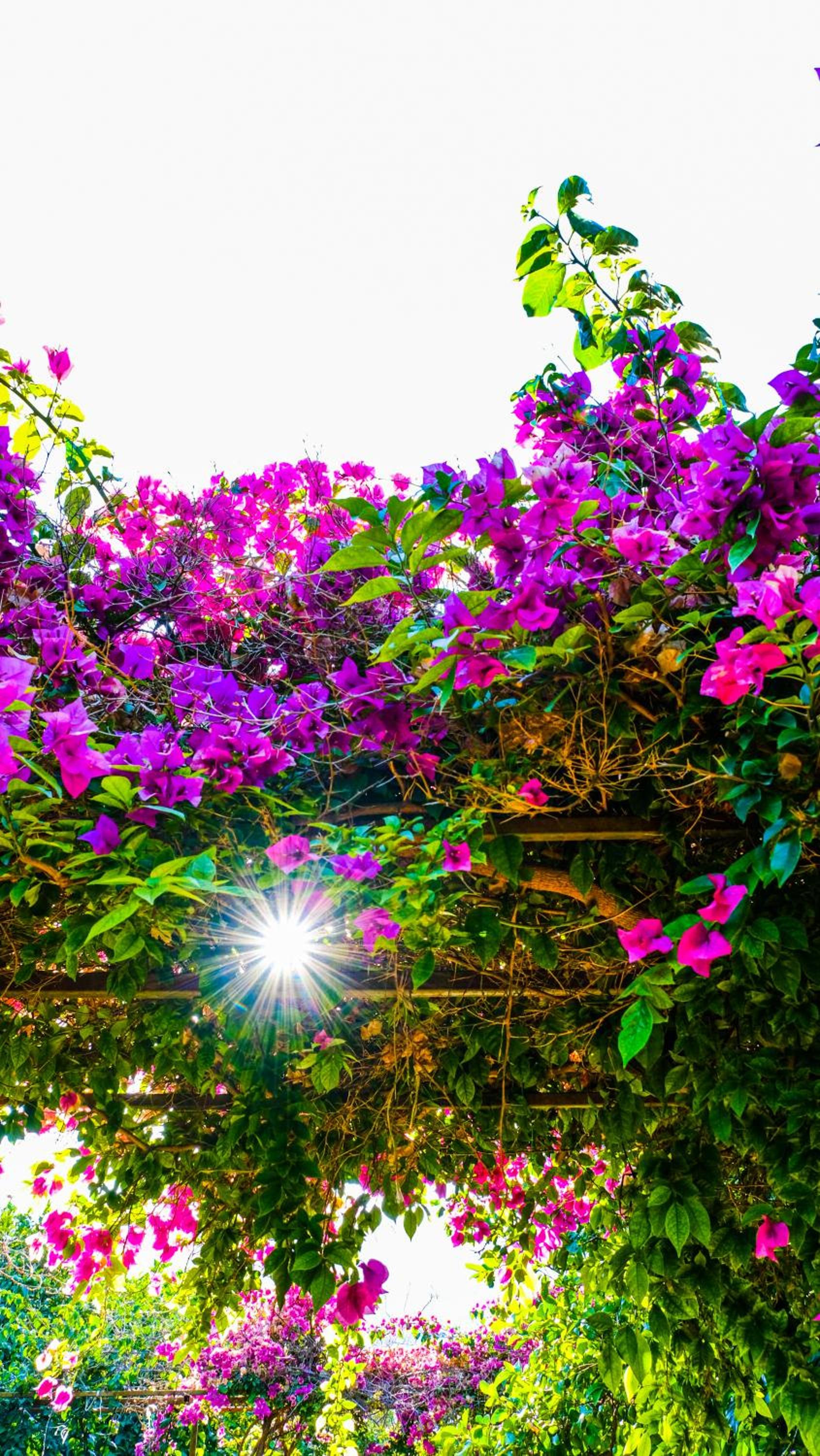Lemon Garden Lodge