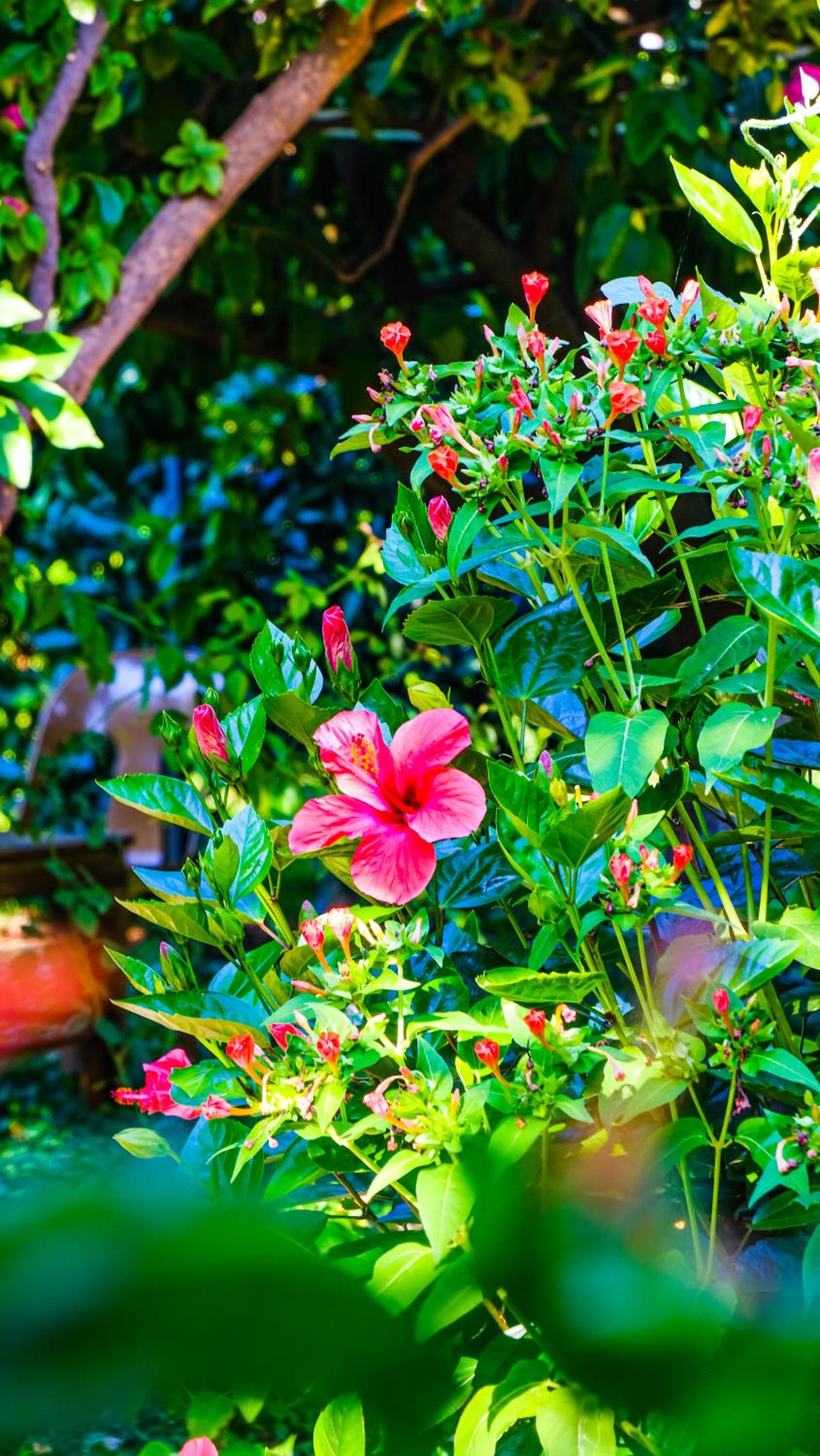 Lemon Garden Lodge