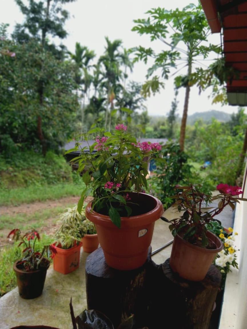 Dreamwood FarmStay view 3