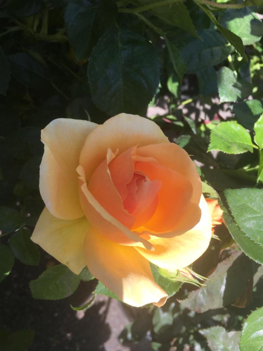 Photo 54