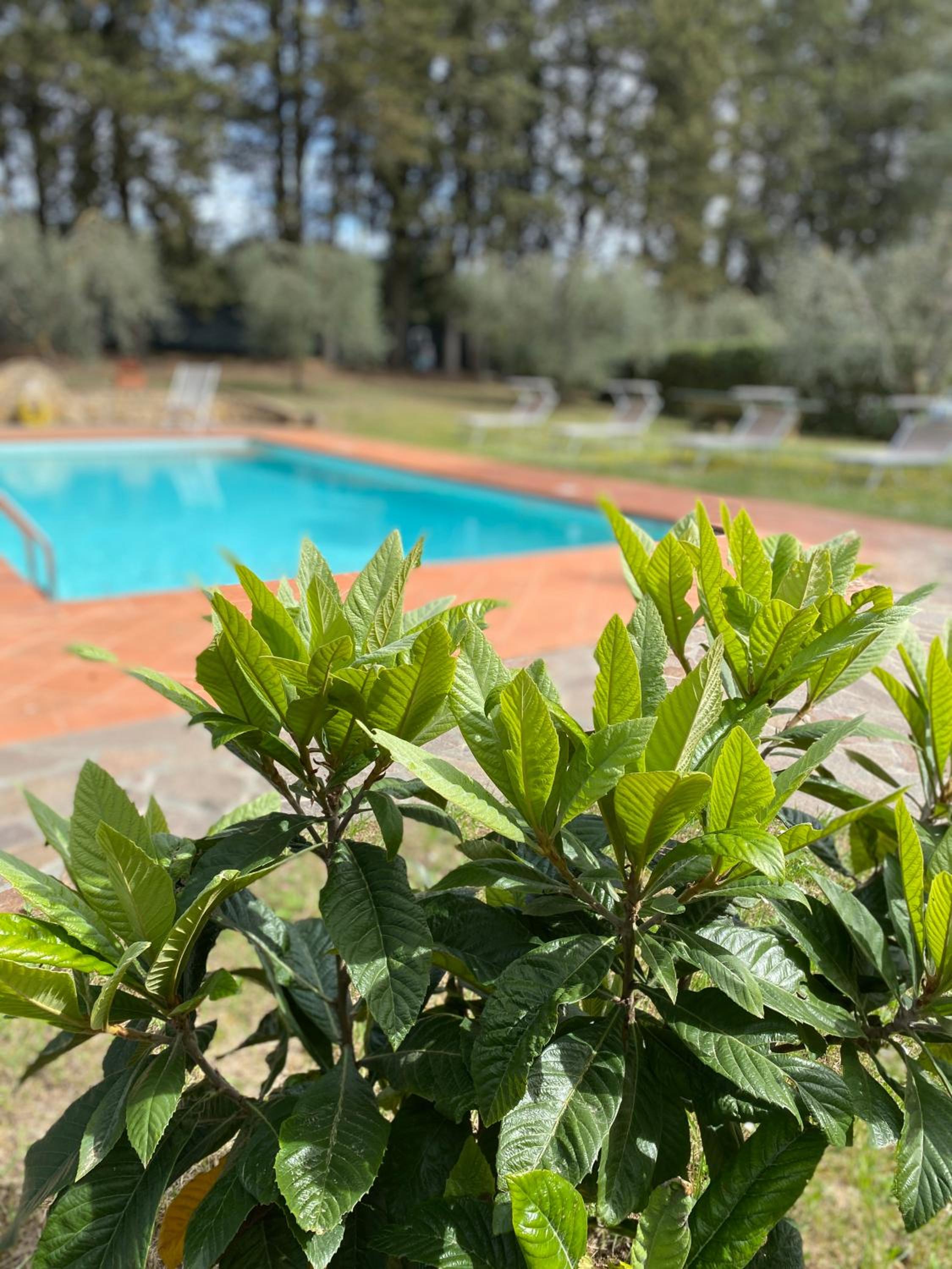 Villa Vianci RBO, your home away in Tuscany