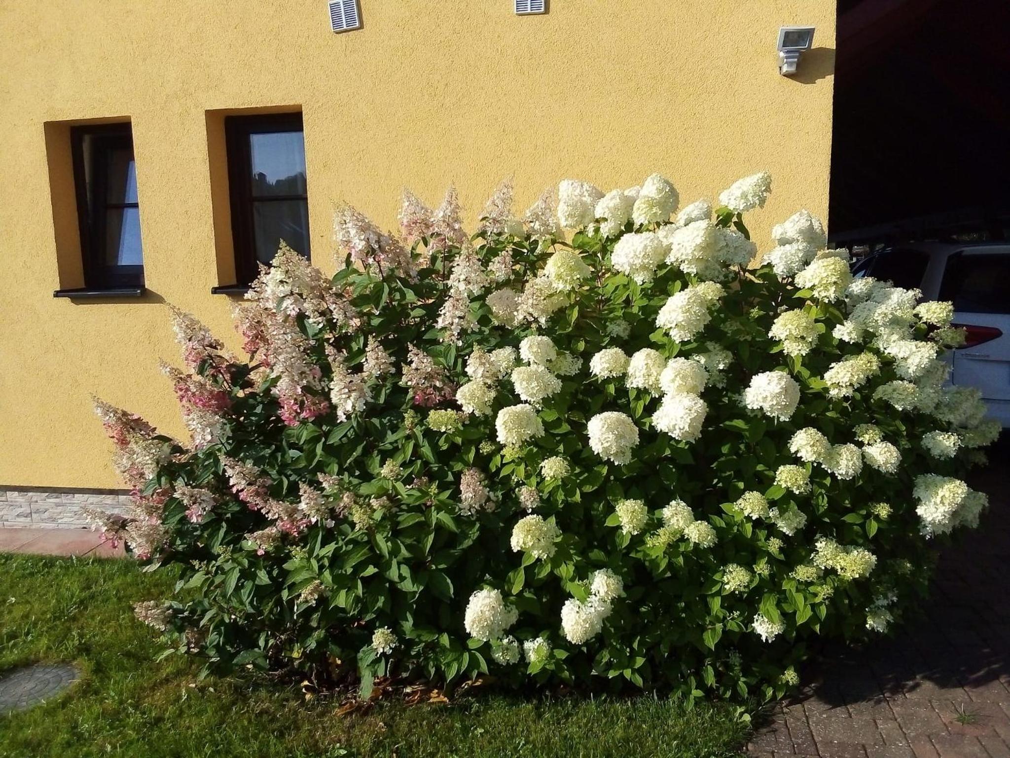 Hortenzie view 2
