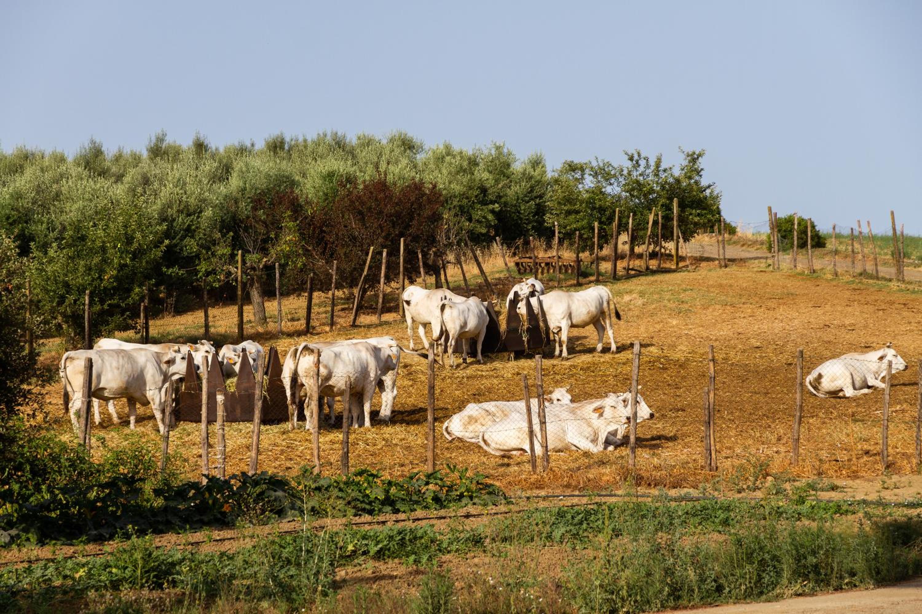 Capracotta - Aurora