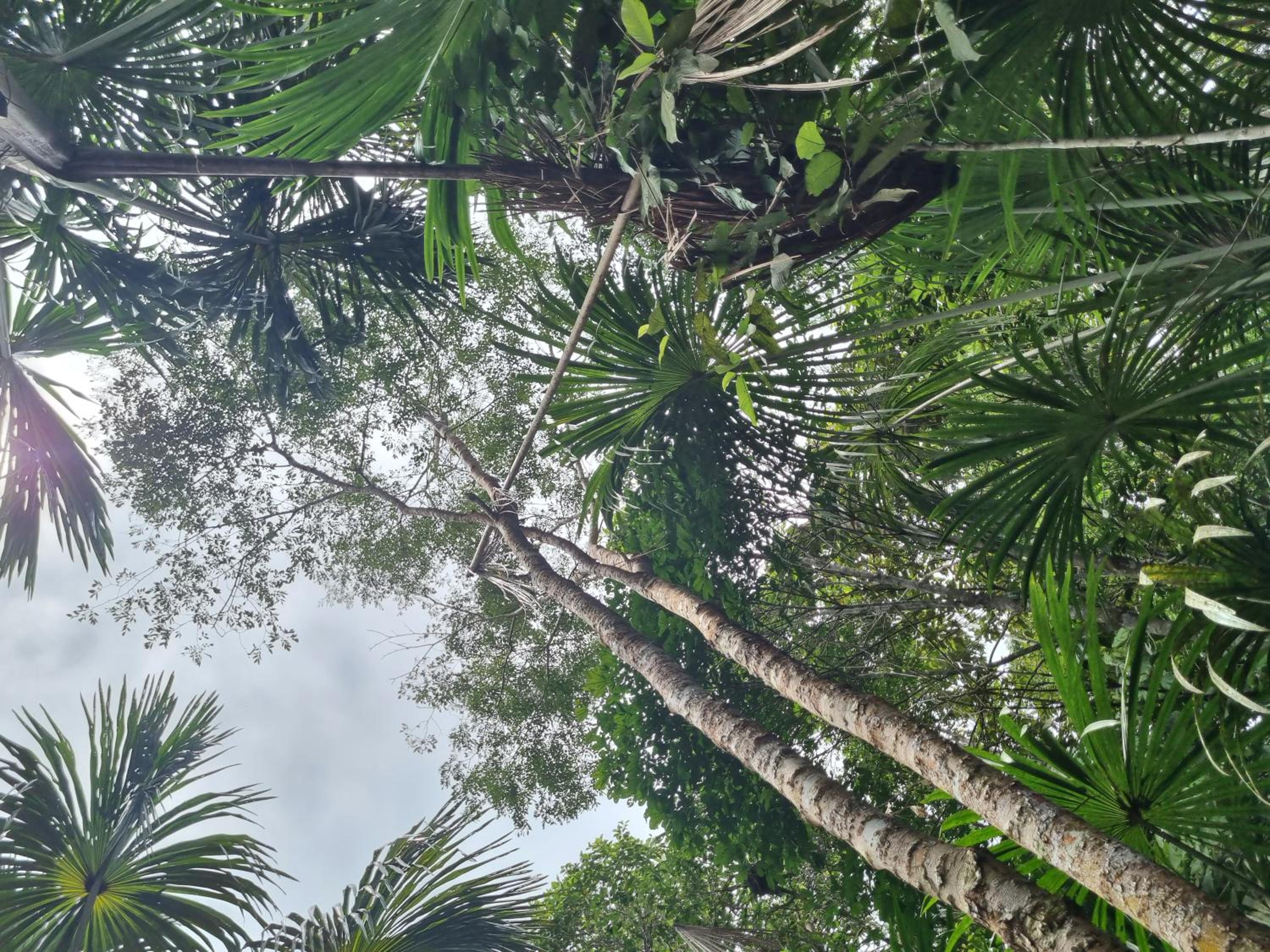 Camu camu jungle villa on Aguajale lake