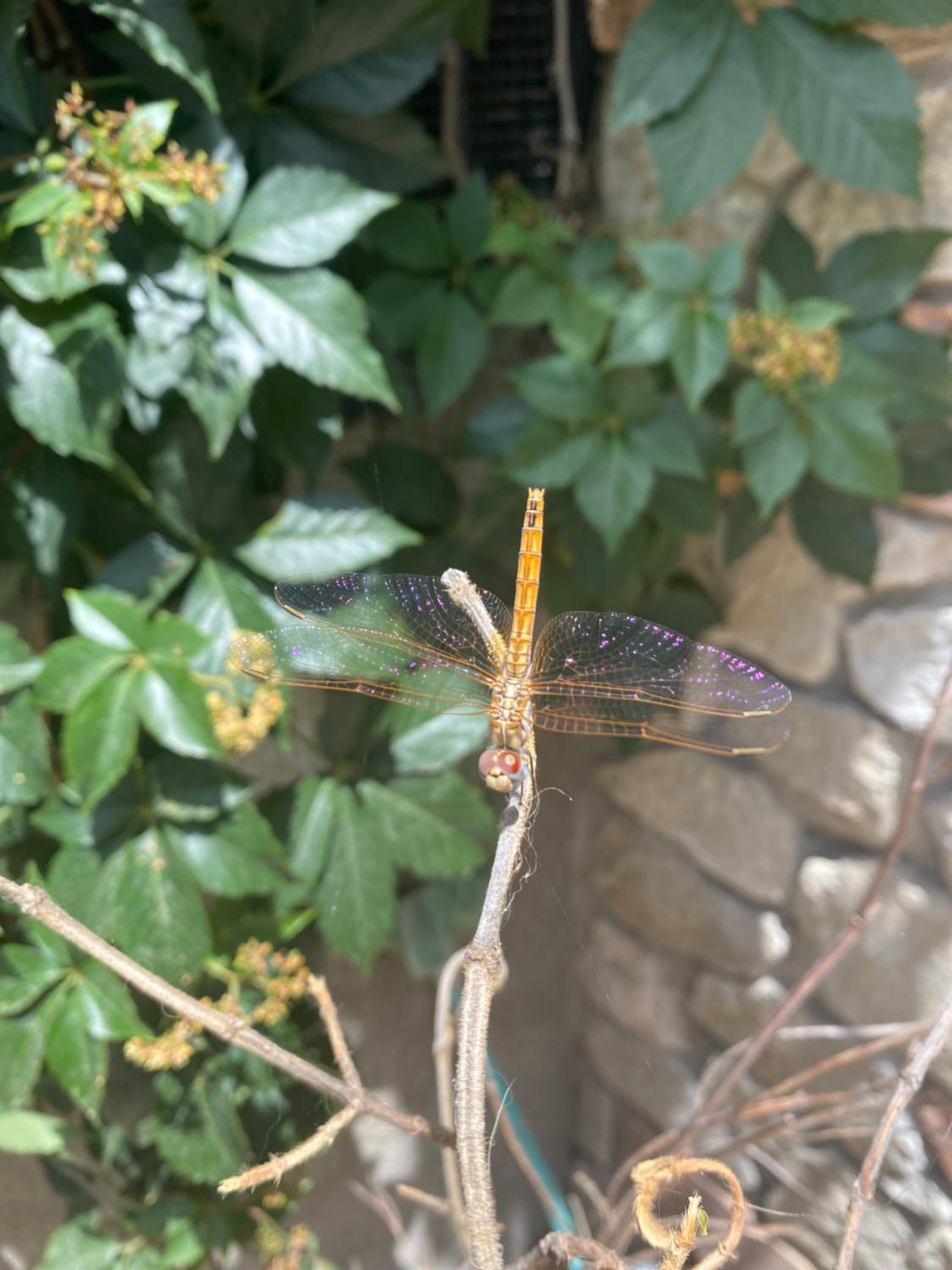 B&B Il Giardino Delle Meraviglie