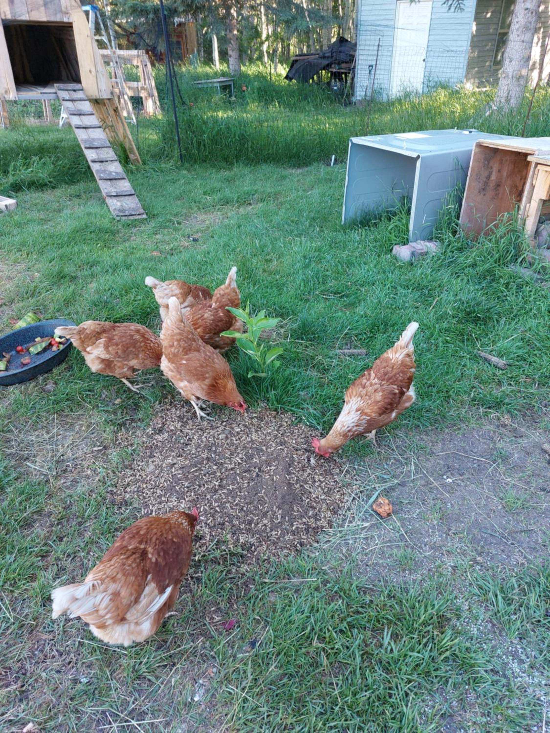 Green Village