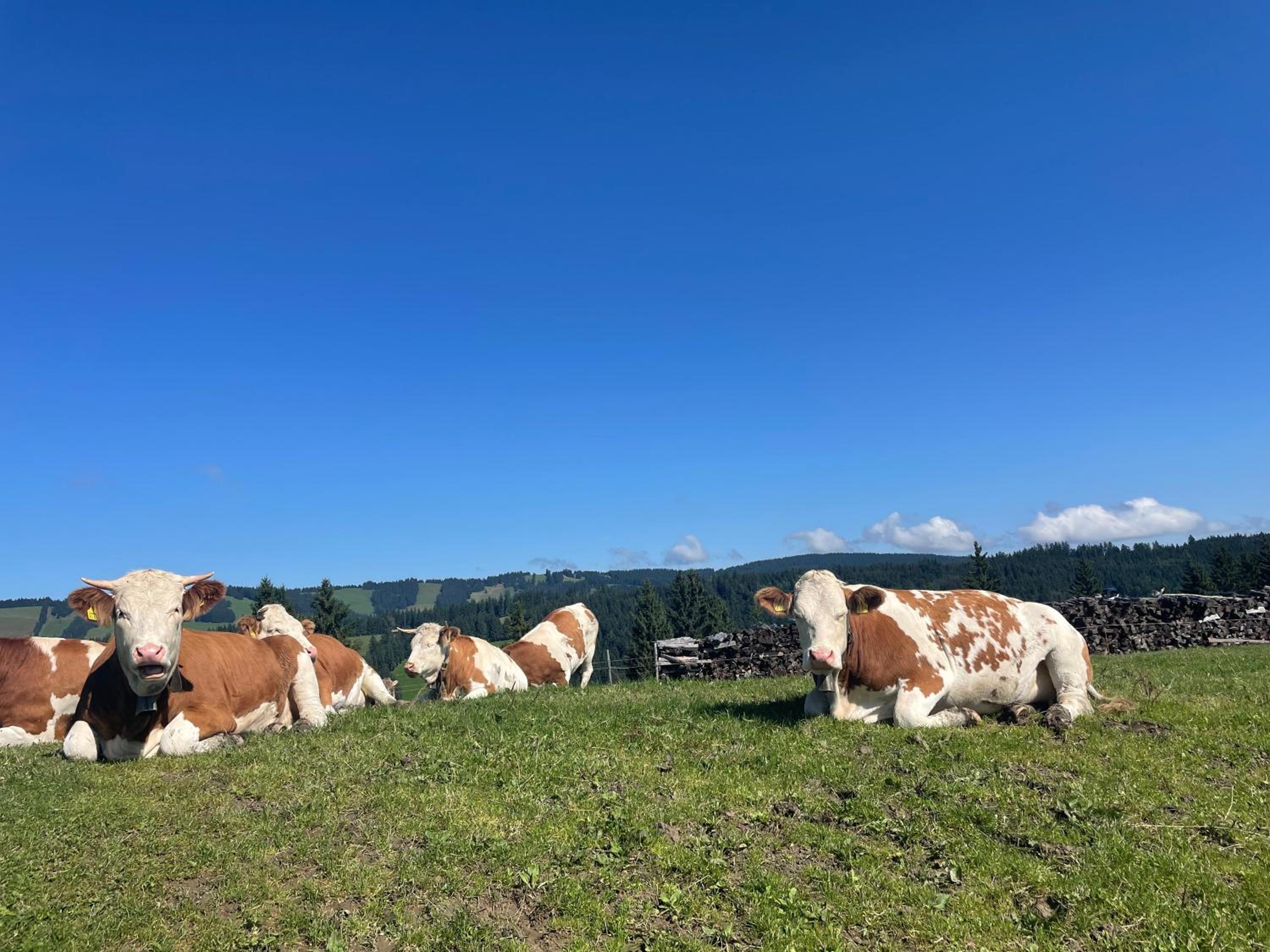 Ferienwohnung Oberallgäu Ferienpark mit Schwimmbad