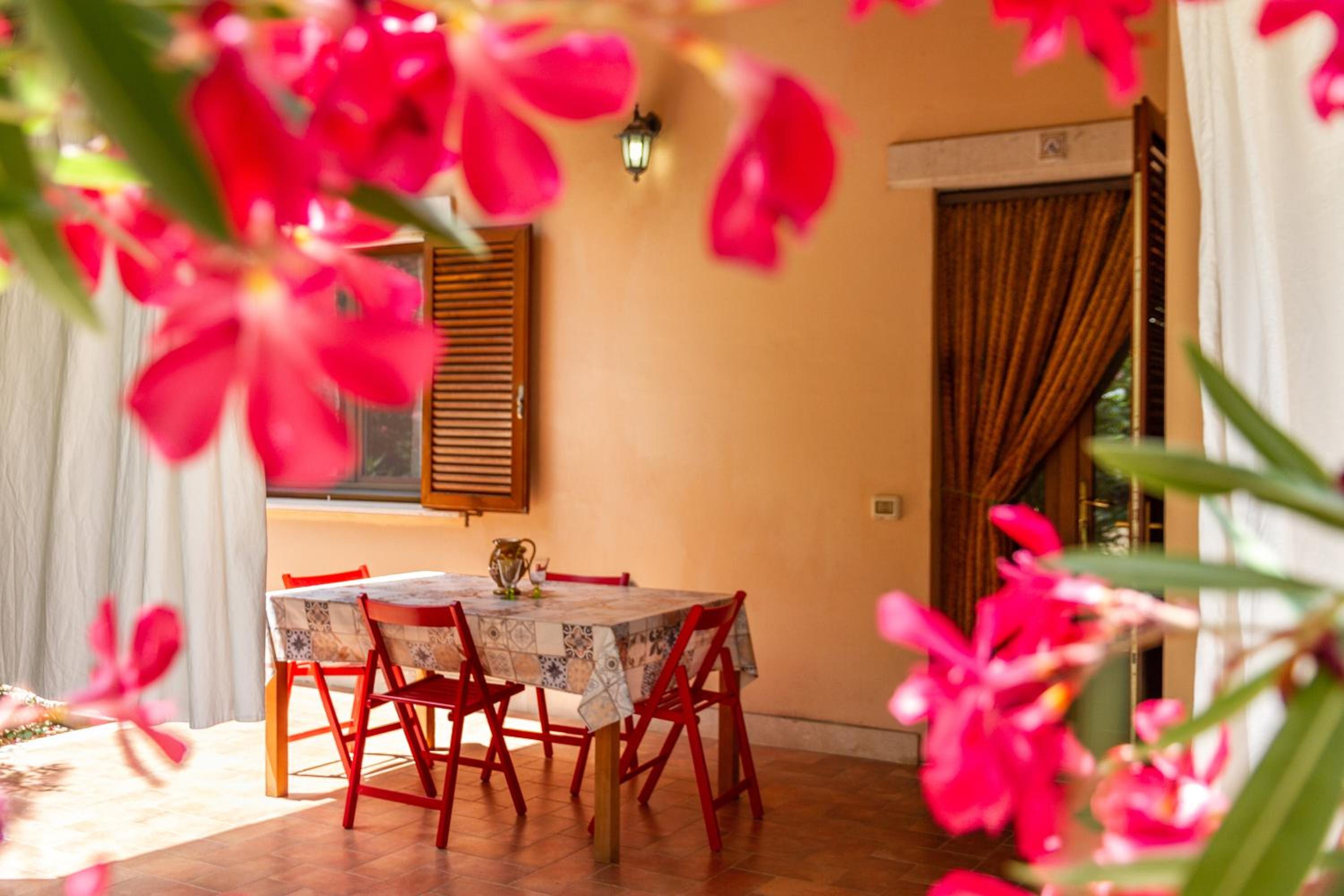 Bilo Anemone photo 2