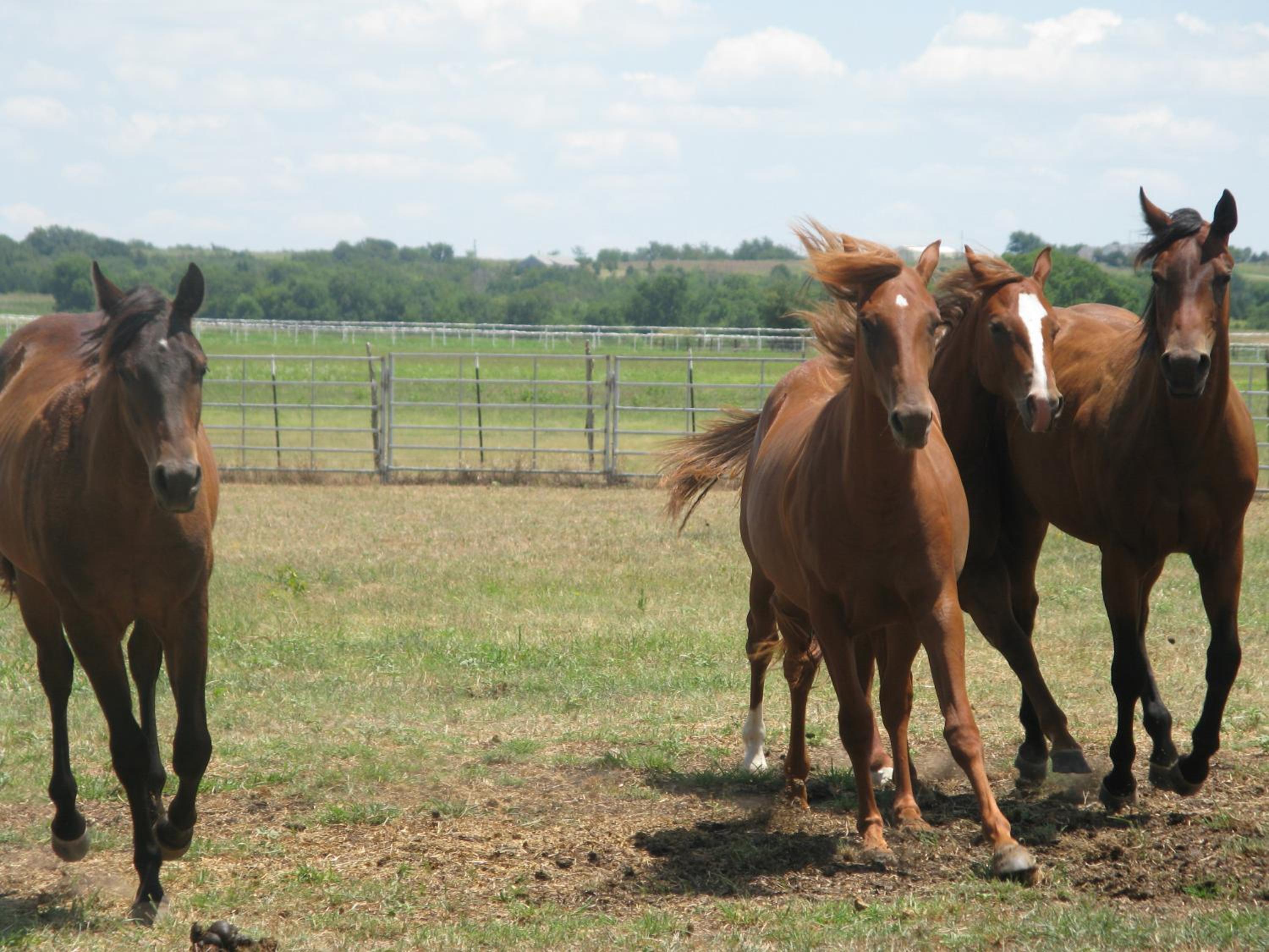 Agriturismo Monsereno Horses