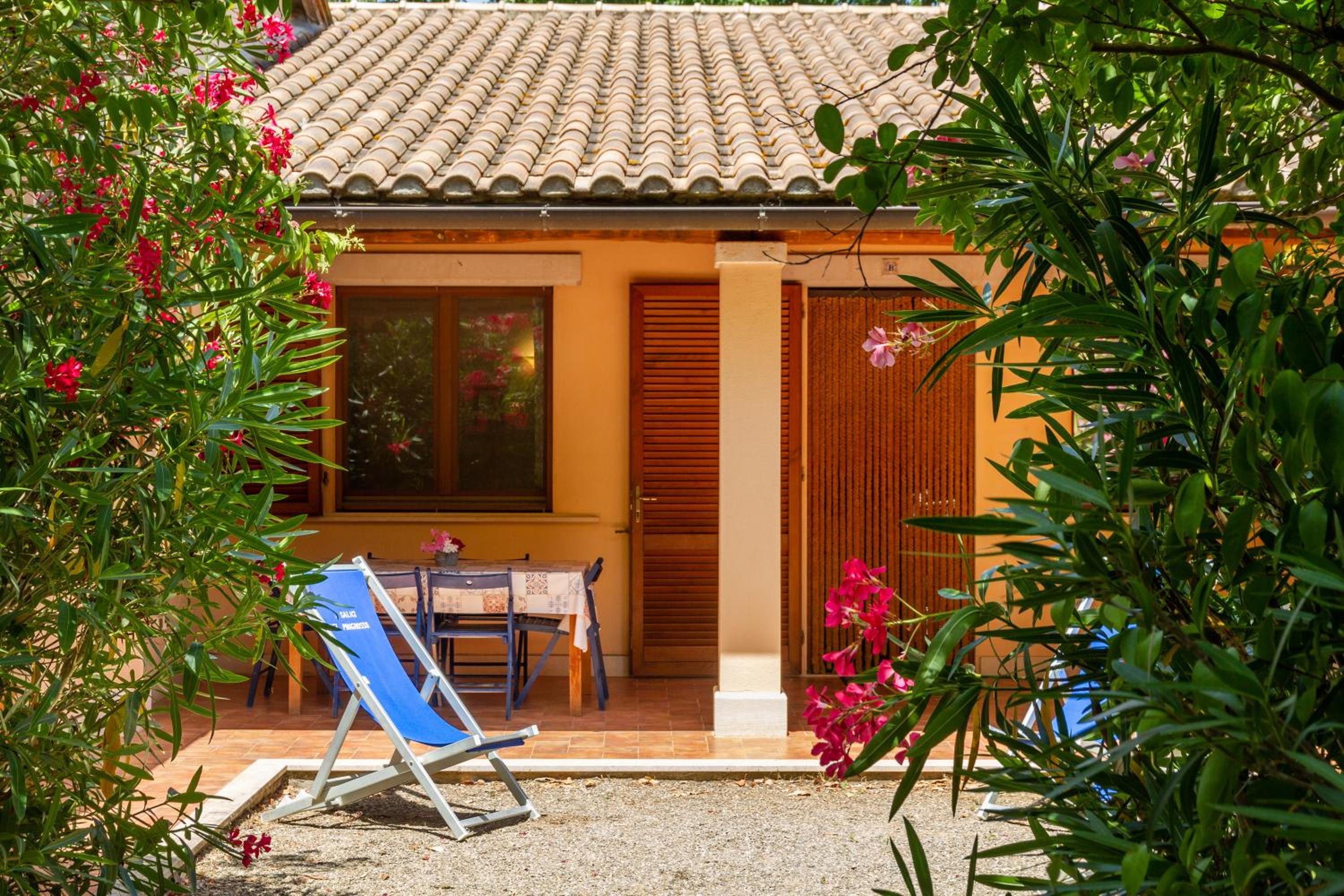 Trilo Begonia photo 4