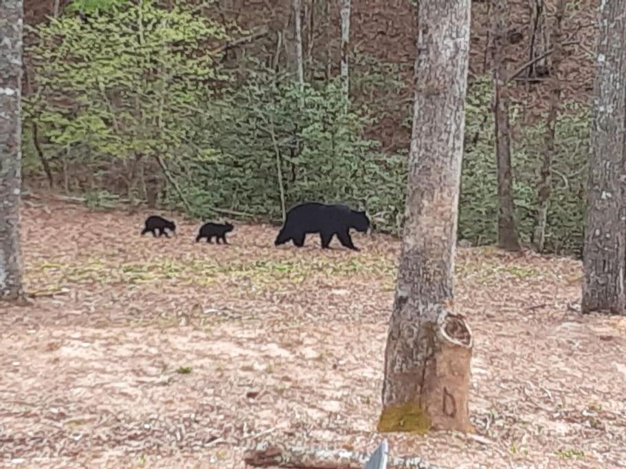 Goldyloks' Cottage is "Just Right!" for you! Near Murphy, NC and Blairsville, GA view 4