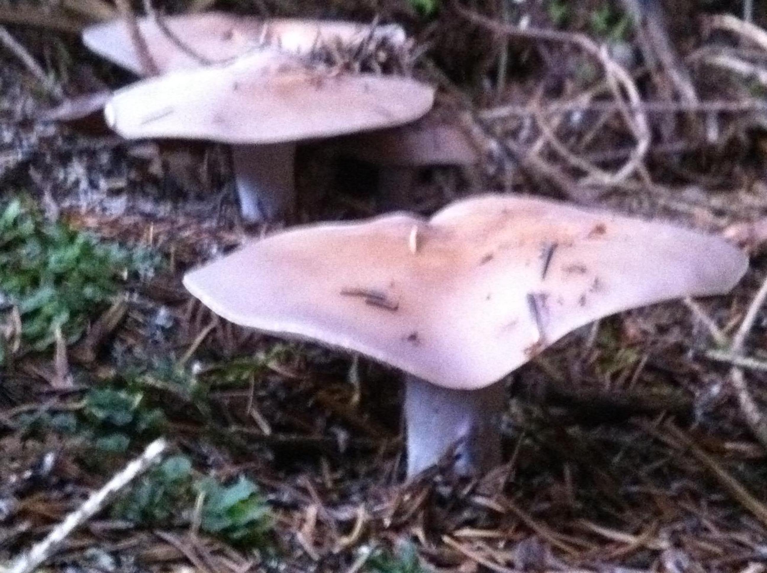 Photo 76
