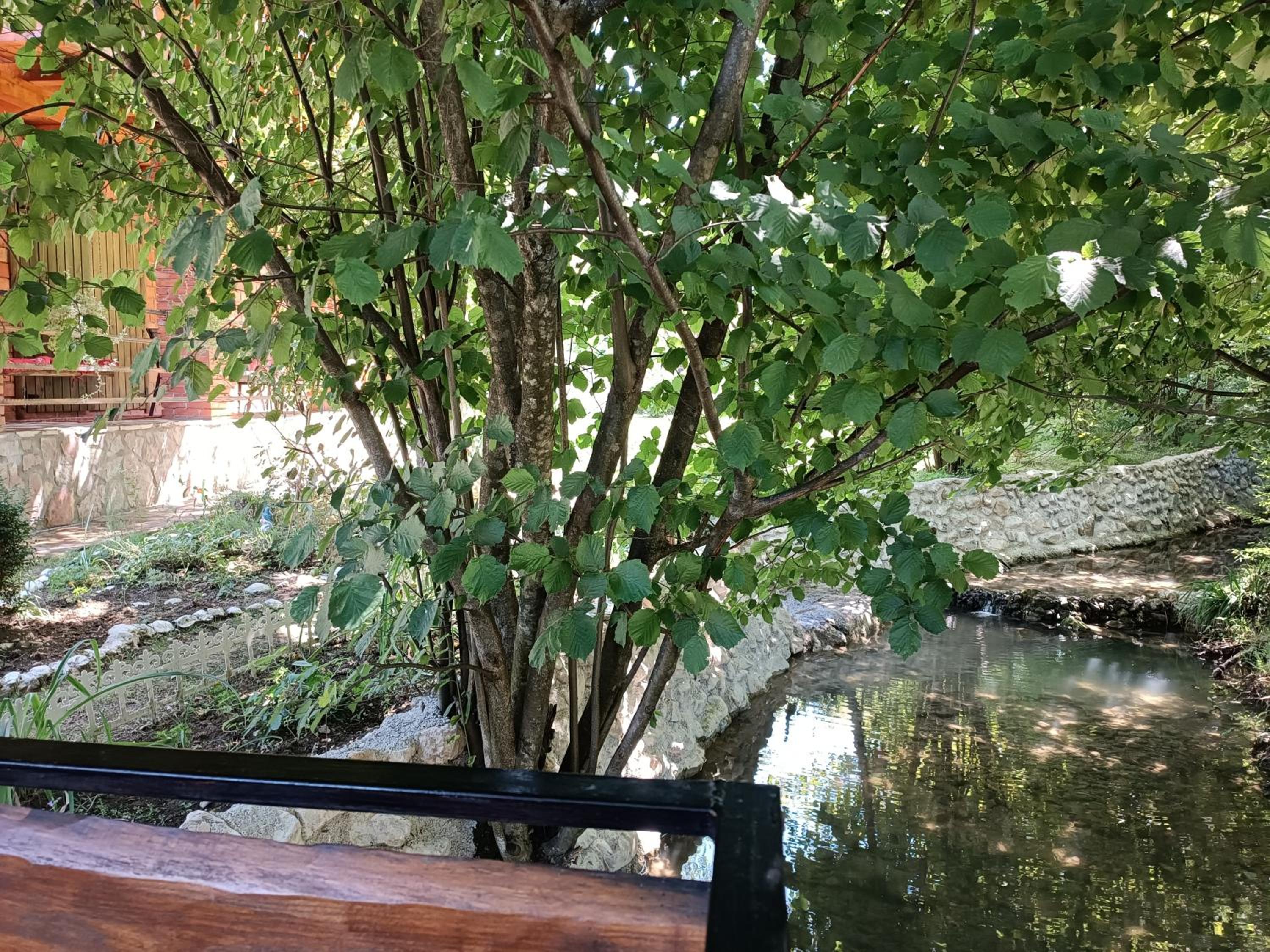 Live Nature