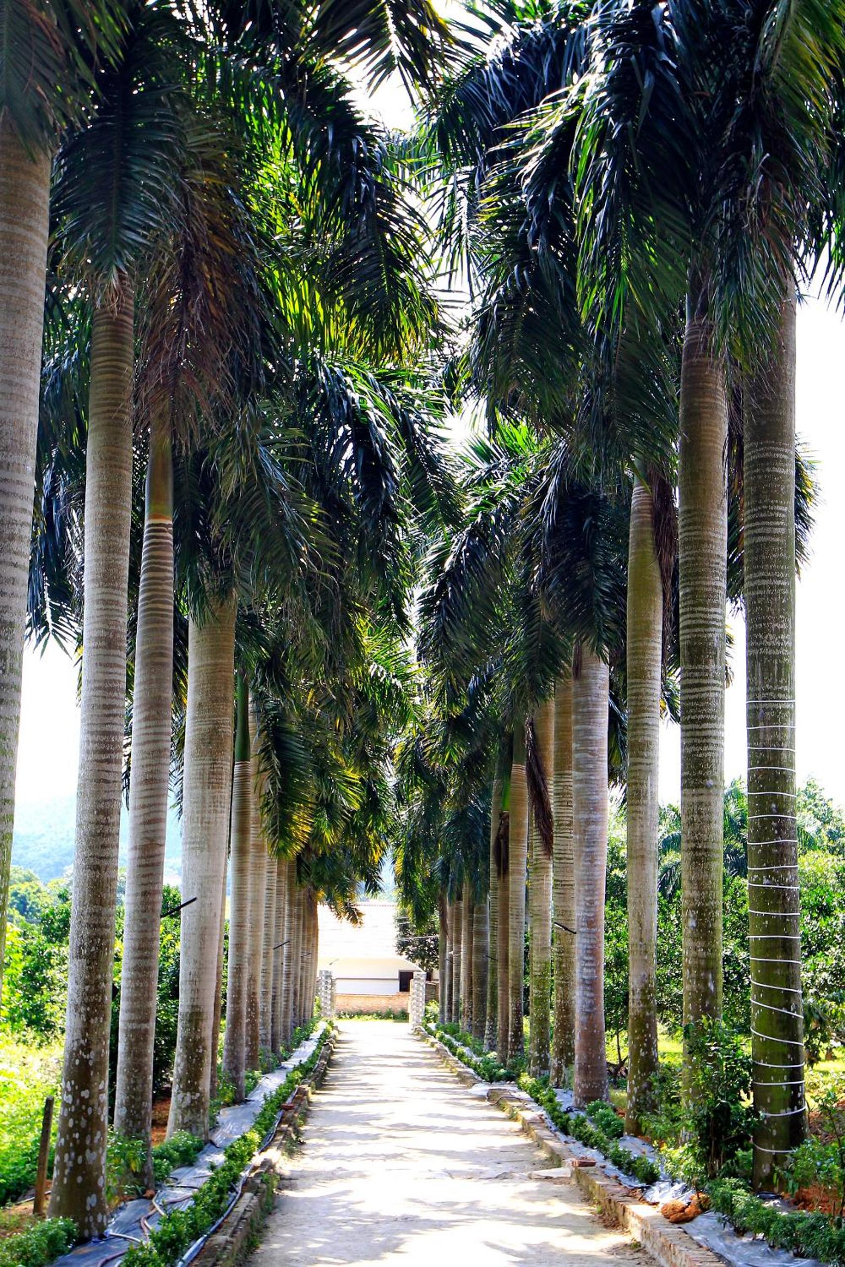 Royal Palm Garden Sóc Sơn - Venue Travel
