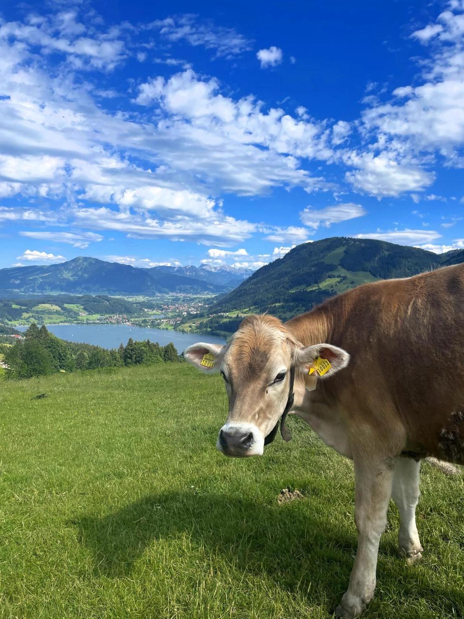 Ferienwohnung Heidi mit Oberstaufen PLUS
